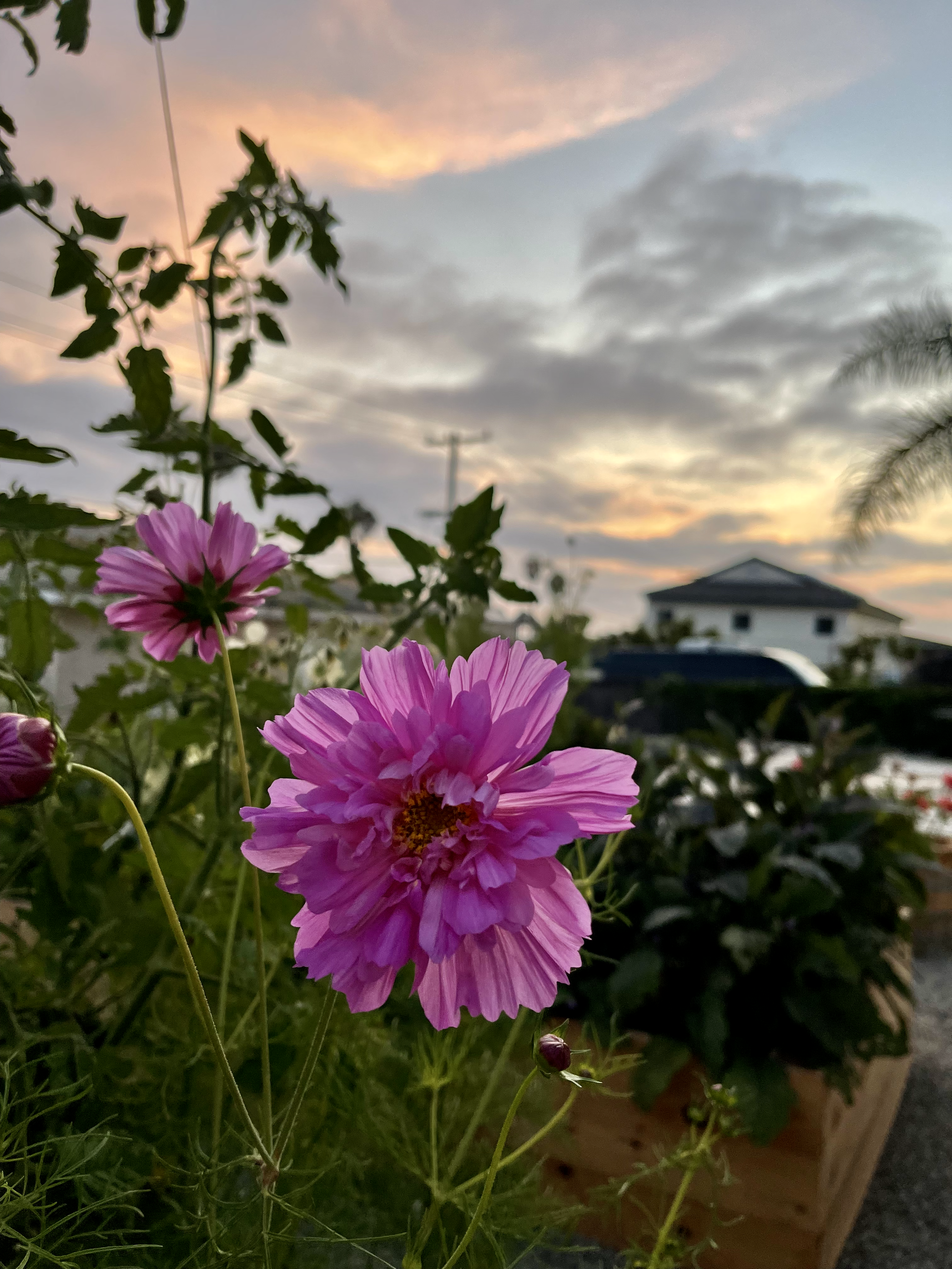 IMG_0664.png