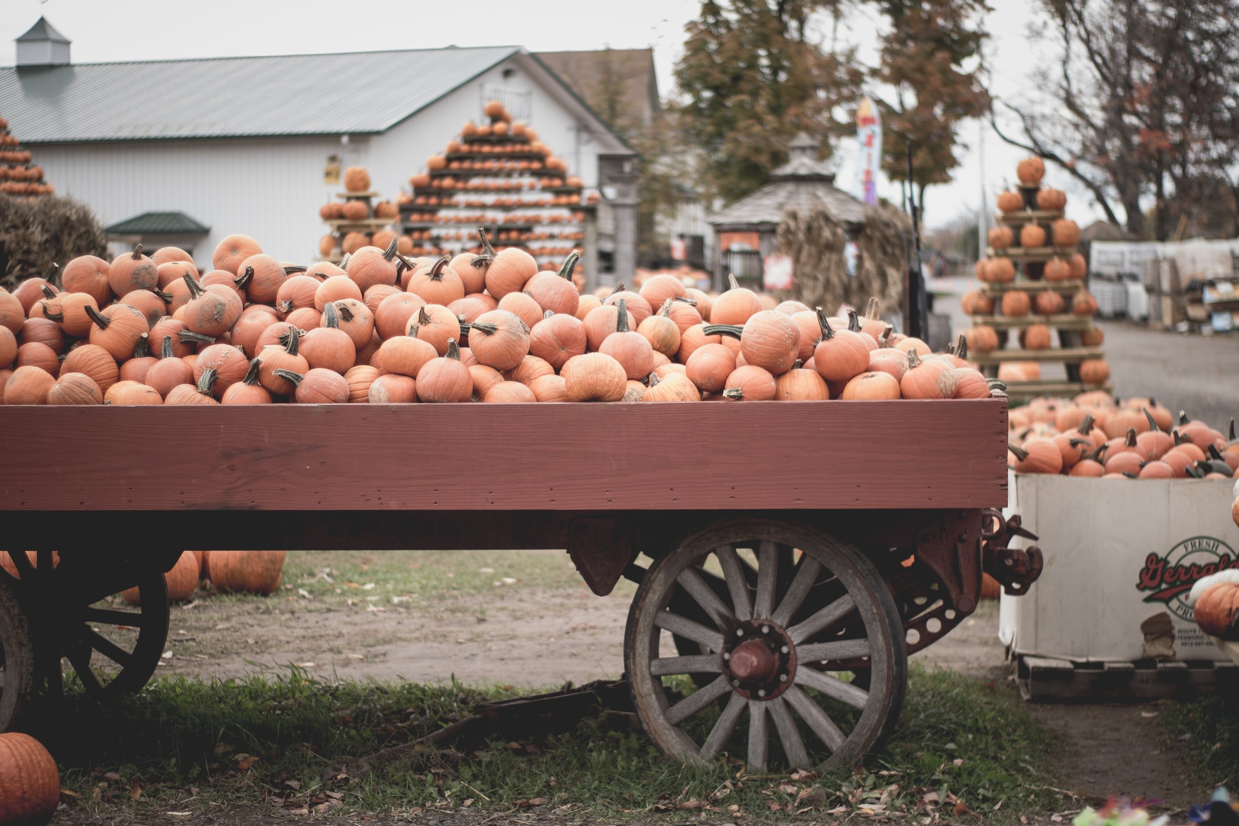 Pumpkin Fest