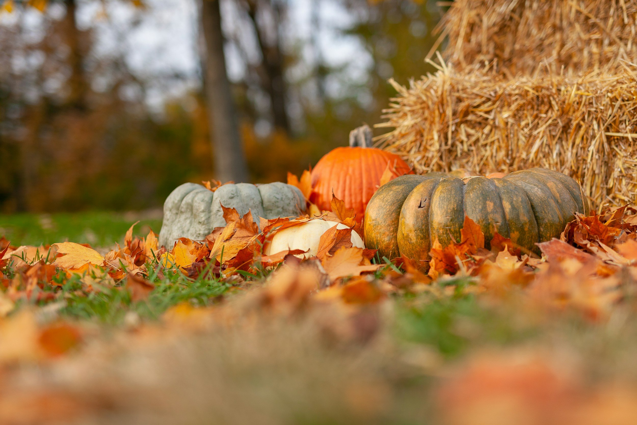 Pumpkin Fest