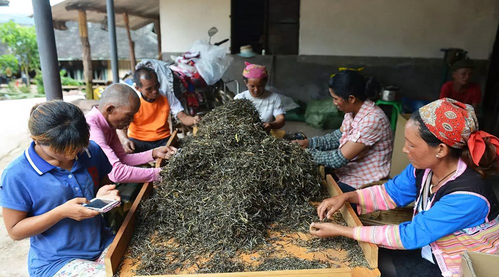 Youle-Tea-Mountain-in-Jinghong-County-XishuangBanna-01-gigapixel-standard-scale-6_00x.jpeg