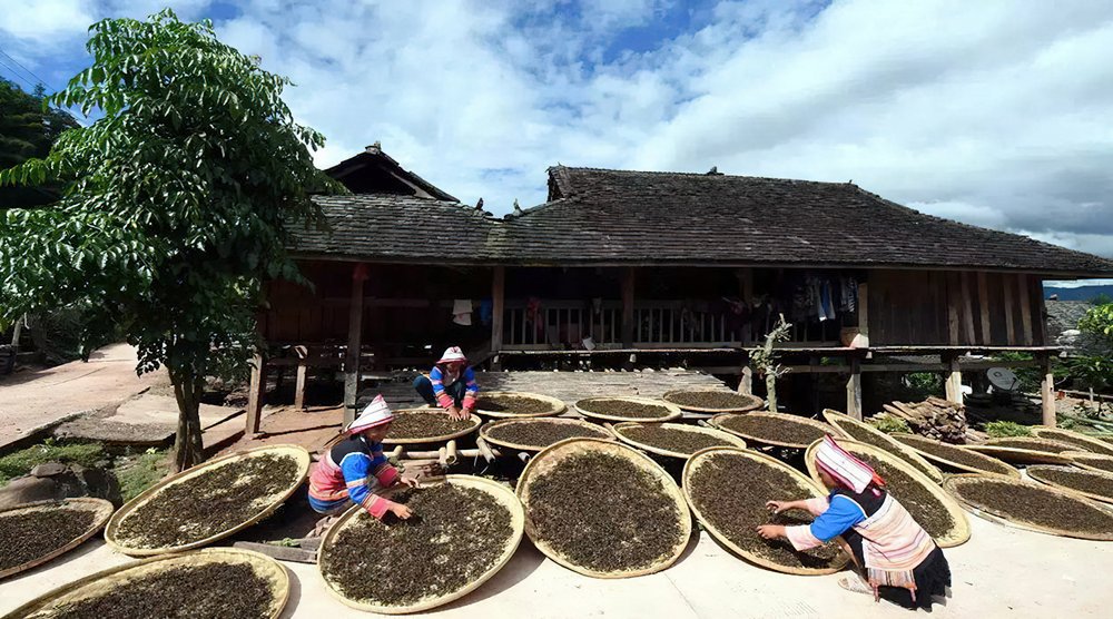 Youle-Tea-Mountain-in-Jinghong-County-XishuangBanna-02-gigapixel-standard-scale-6_00x.jpeg