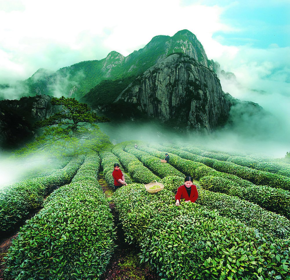 GATHERING TEA IN THE WUYI MOUNTAINS, FUJIAN PROVINCE