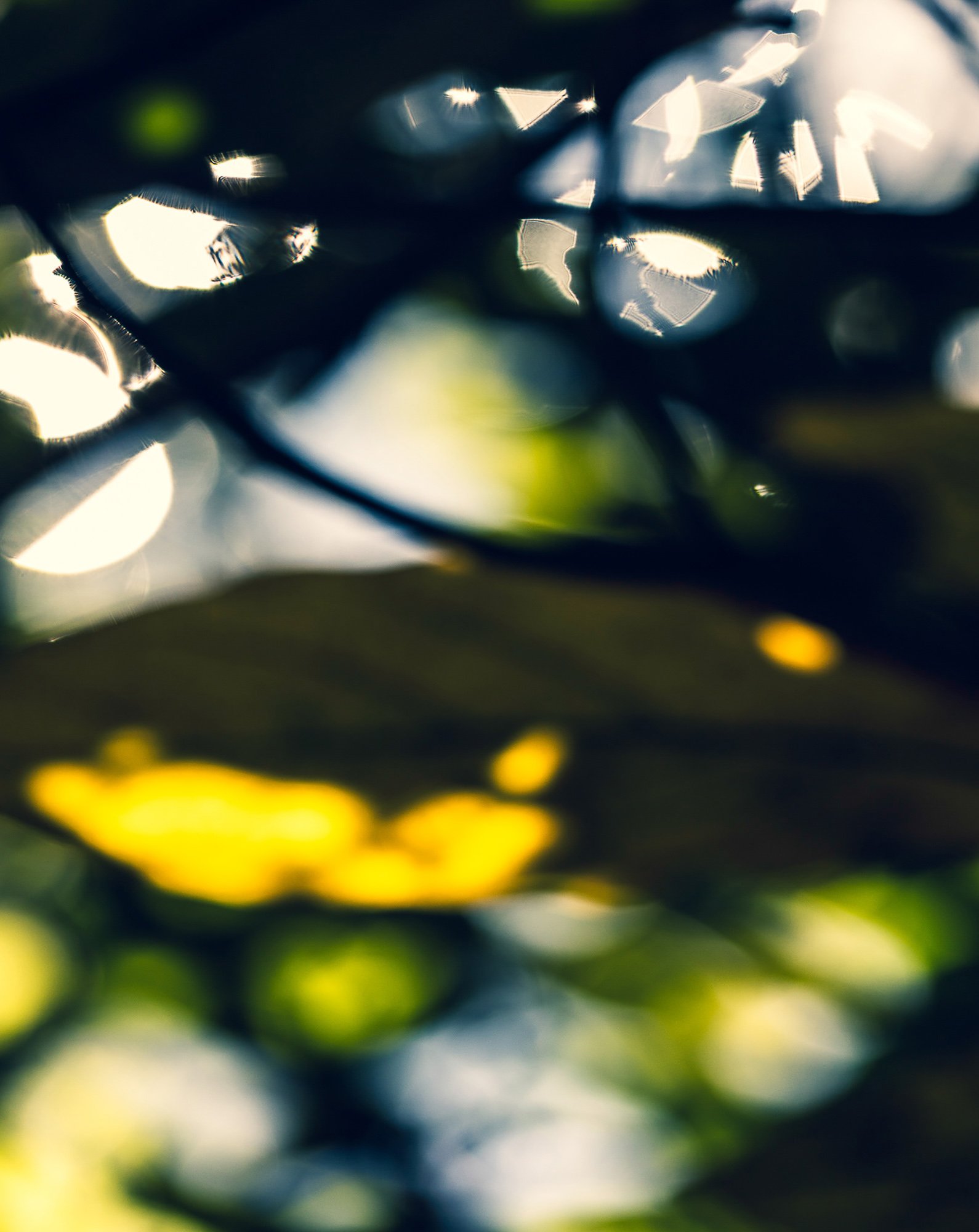 Abstract fine art photography green and gold trees Andia Cally.jpg