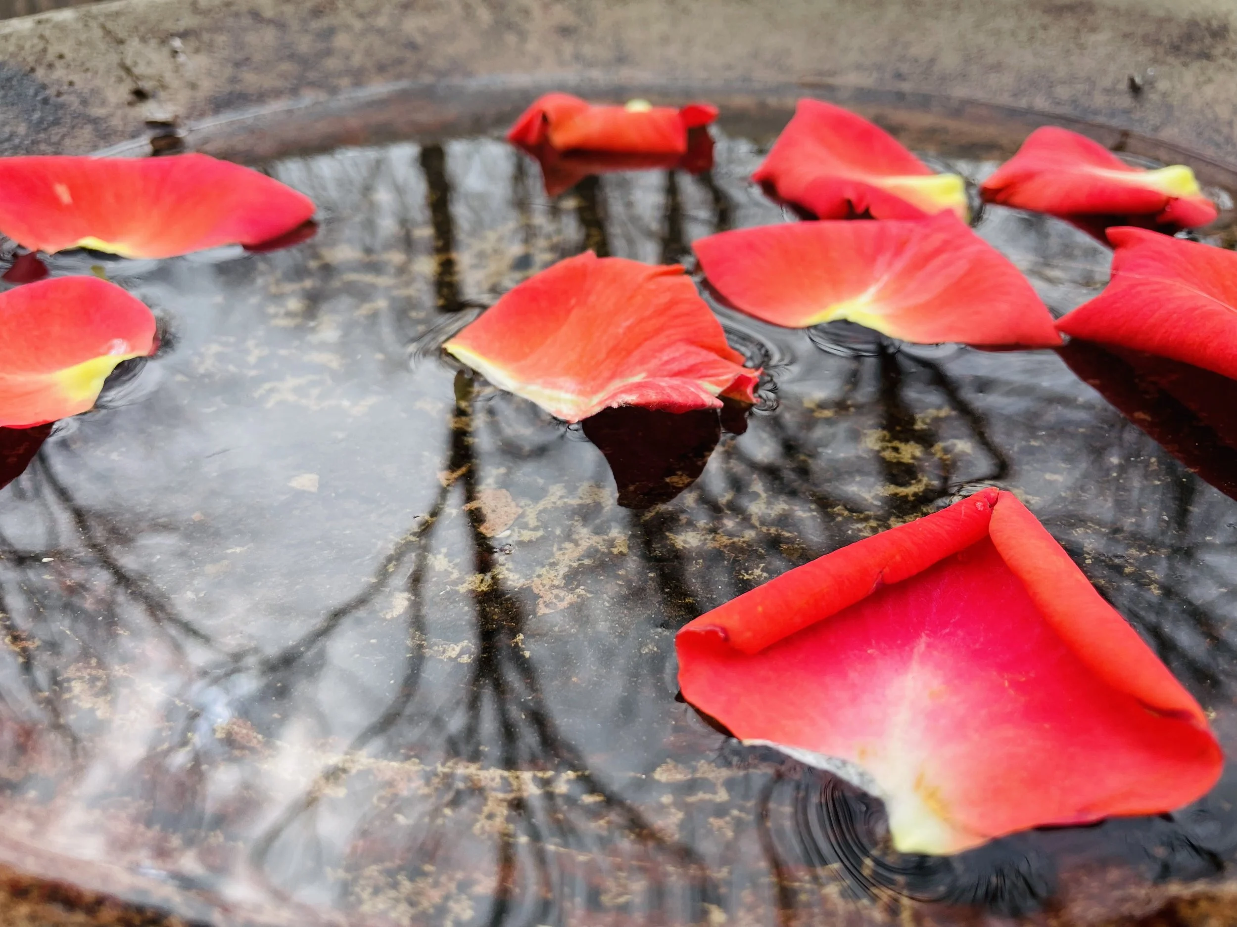 rose petals drifting in the water of a reflective bird bath for symbolic conveyance of what qigong is like