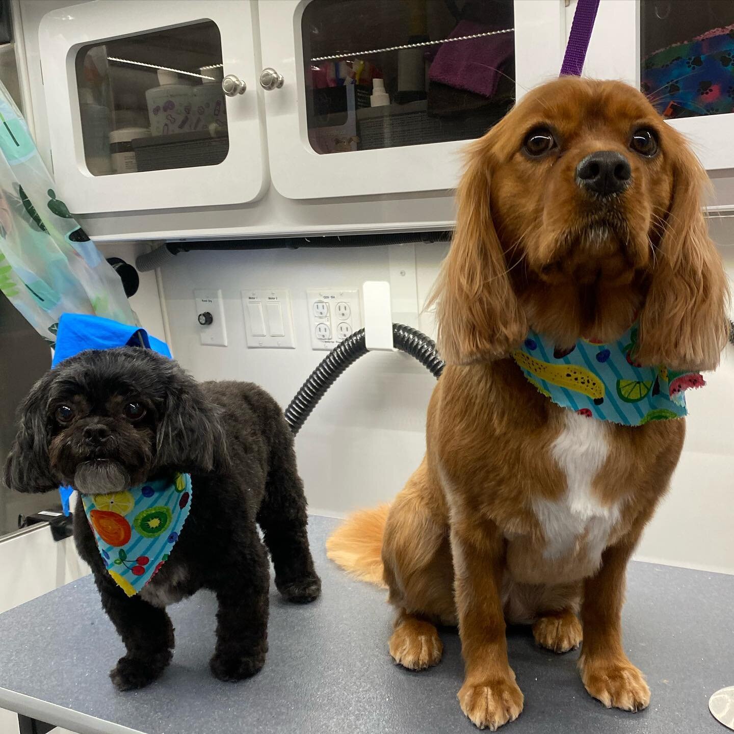 These girlies are too cute! #bffspaday #mobilegroomersoflongisland  #mobiledogsalon #allnaturaldogproducts #wecometoyou #stressfreegrooming #petprofessional #blueberryfacial #suffolk #nassau #dogsofinstagram #mobilegroomersofinstagram  #smallbusiness