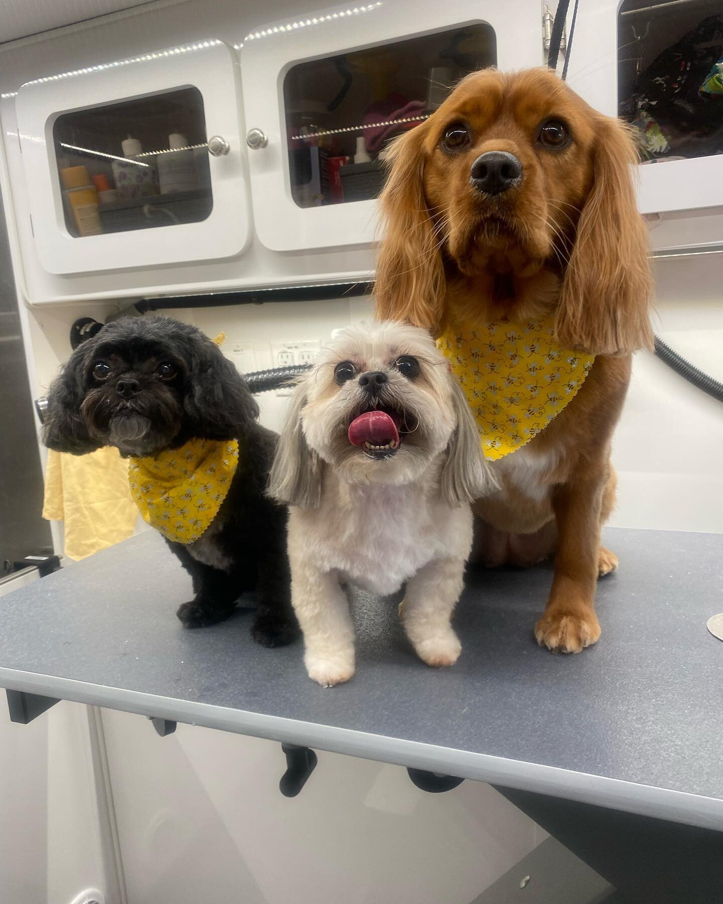 Always excited for a spa day 🐝