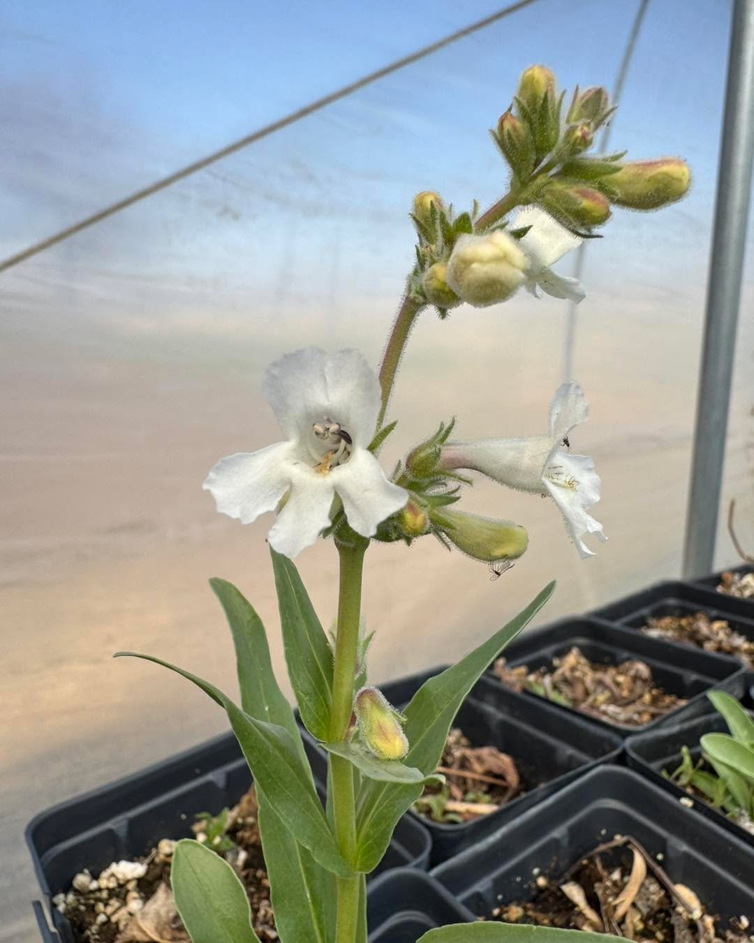 First bloom in the greenhouse for the year! 

White Beardtongue
Penstemon albidus

Perennial
Full Sun, Part Shade
Dry, Sandy/Gravelly Soil 
Height: 6-18 inches
Blooms: May-June
Spacing: 12&rdquo;
Spreads by clumps

Wildlife Impact:
Attracts native be