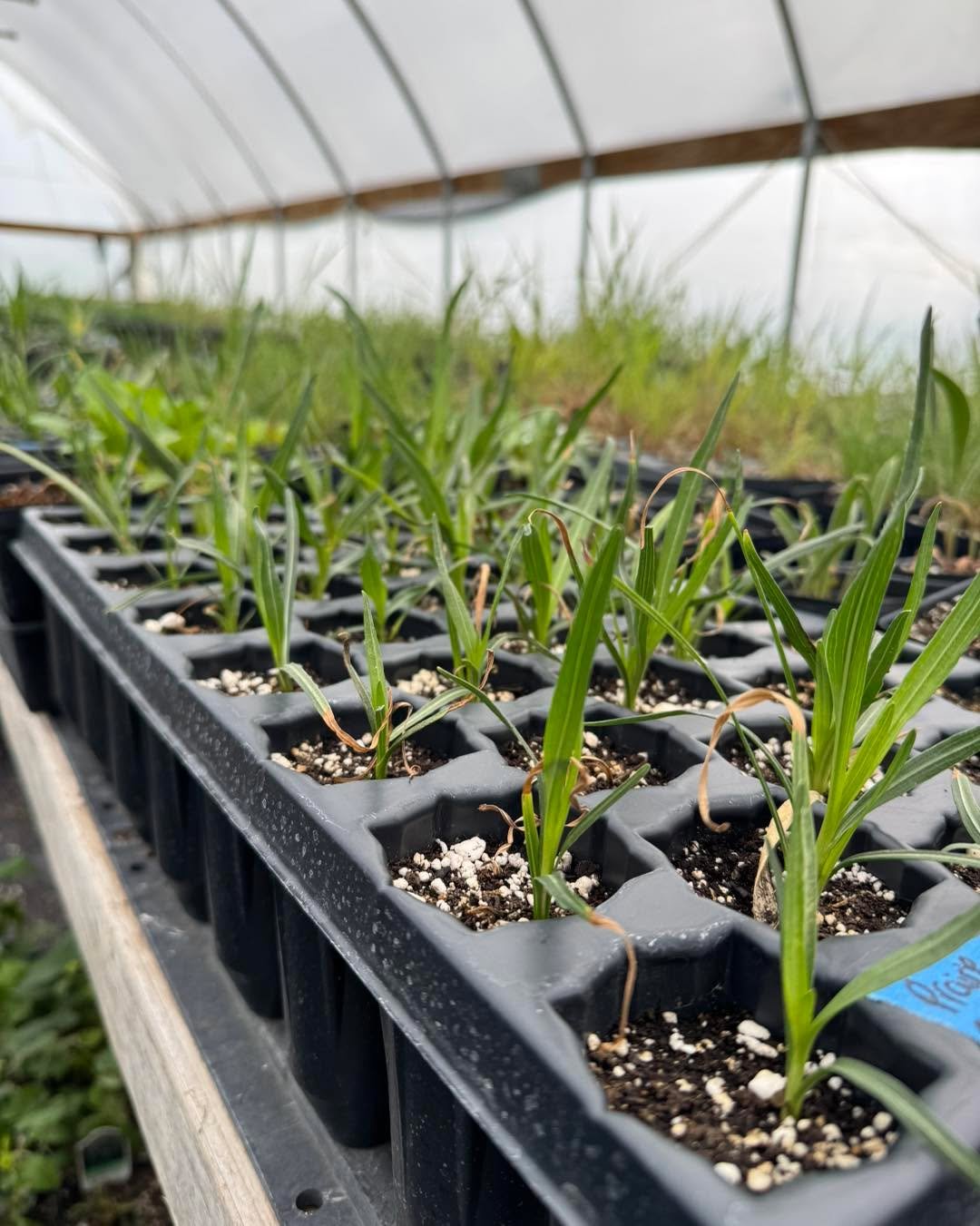 More plants coming soon! 

You may have noticed our website looks a little empty after our first round of sales! Don&rsquo;t worry, we have lots of plants growing in the greenhouse yet!! We are transplanting daily! 

Restocked species and new species