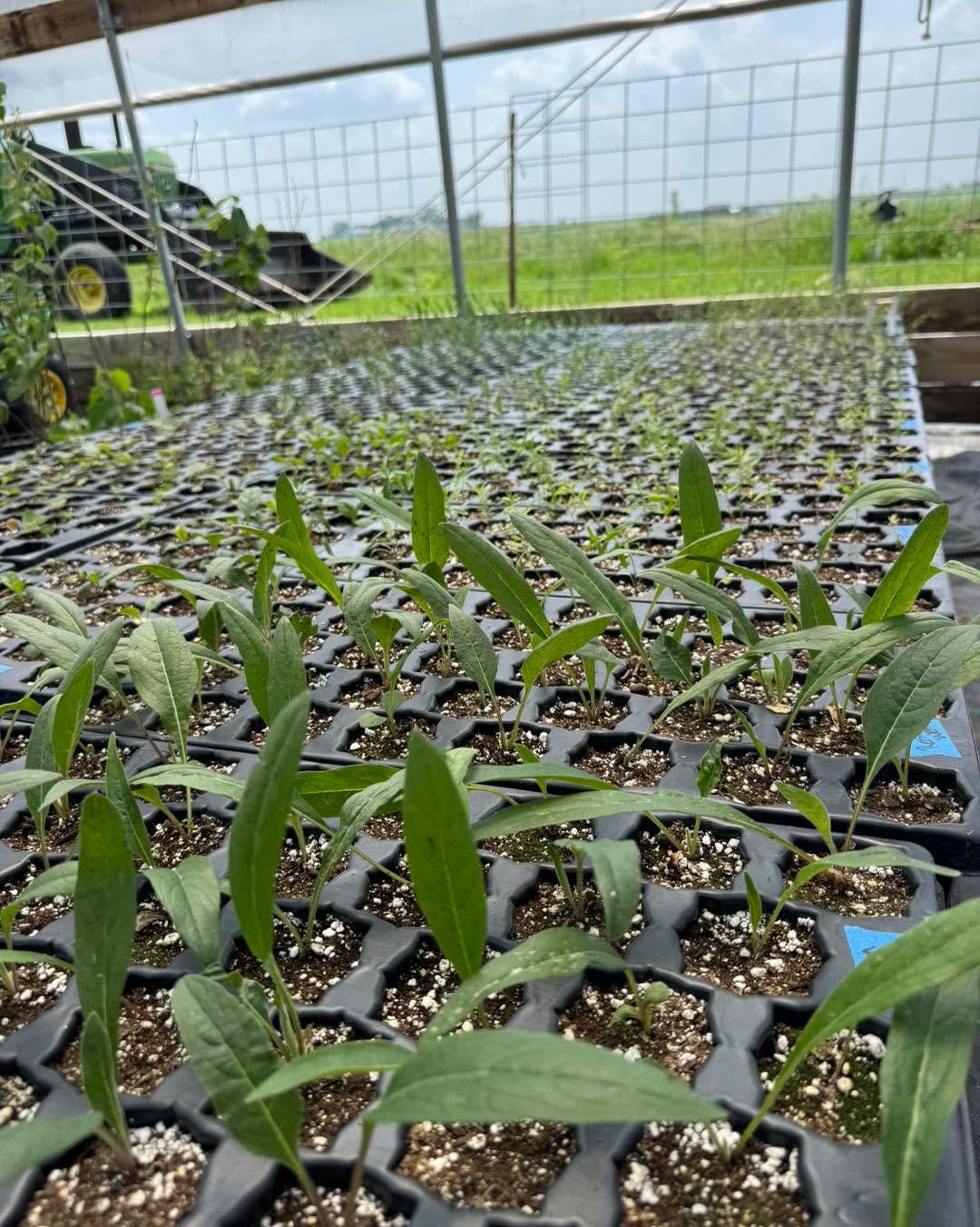 The greenhouse got reorganized this weekend for several VERY important reasons! 
 
- We rearranged plants by their water needs to best work with our sprinkler system. Wet loving plants are closer to the water source while dry loving plants got moved 