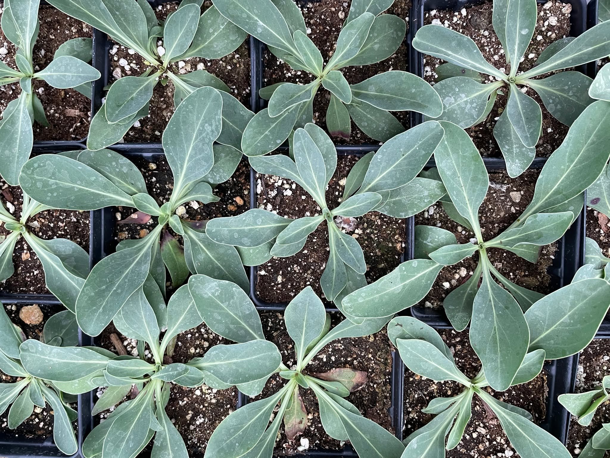 Native Brain Builder for you this morning!

While creating an updated inventory list for this weekends upcoming sale, we use voice command and walk down the rows of plants. As you can imagine, the phone doesn't always get them right... some of these 