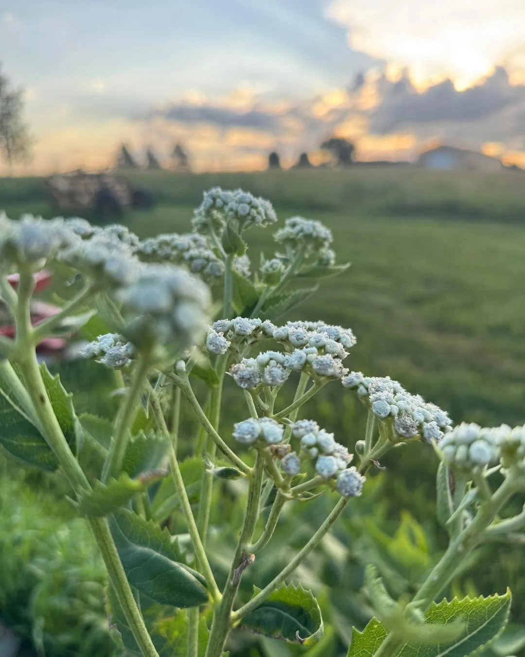 Wild Quinine
Parthenium integrifolium

Perennial
Full Sun
Dry to Medium Soil 
Height: 1-4 feet 
Blooms: June-September
Spacing: 12-18&rdquo;
Spreads minimally

Wildlife Impact:
Attracts bee, wasps, flies, beetles and butterflies; deer resistant. 

#s