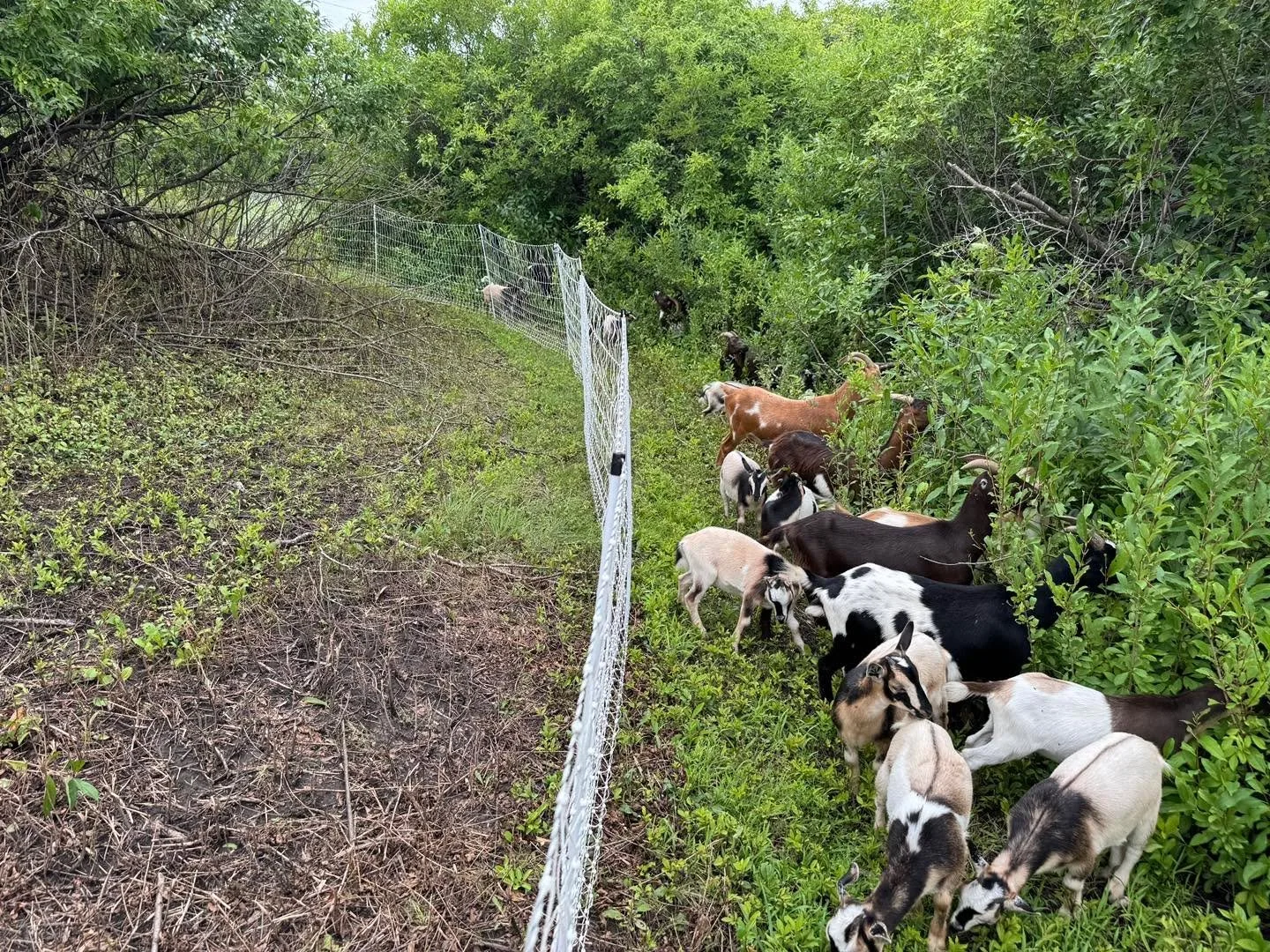 Conservation goat herd got moved today! They are ready to go to work on the next paddock! 

#siouxlandprairiefarms #conservationgoats #invasivespecies