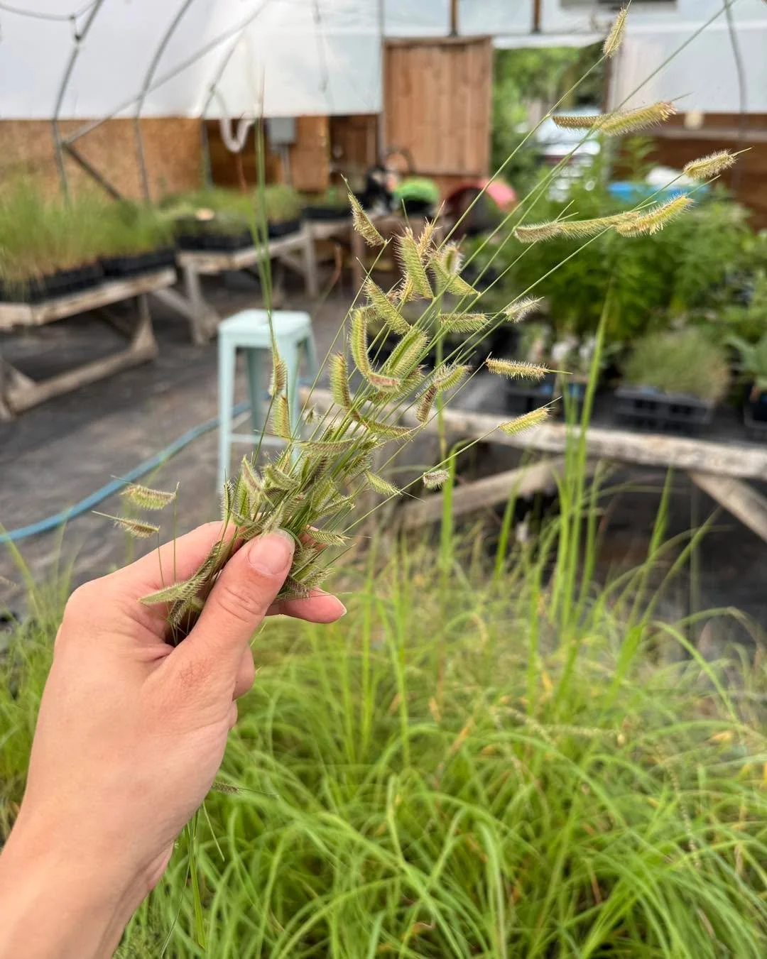 Time to give our grasses and sedges a trim before they set seed. 

Hairy Grama
Blue Grama
Canada Wild Rye
Bottle Brush Grass
Side Oats
Little Bluestem
Big Bluestem
Switch Grass
Indian Grass
Prairie Dropseed
June Grass
Long-beaked Sedge
Plains Oval Se