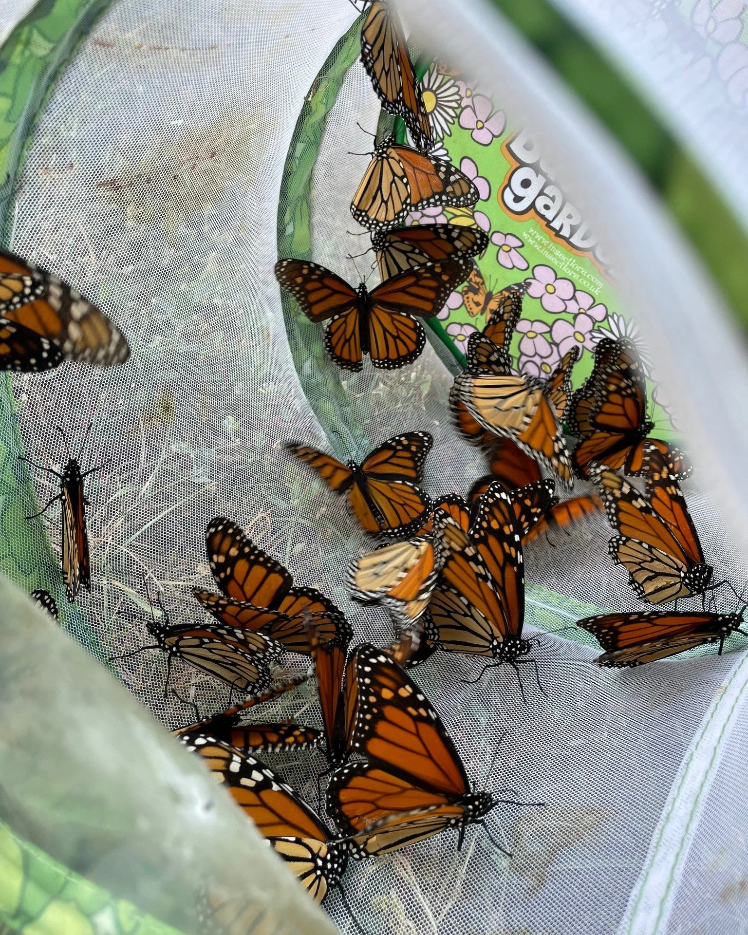 The Monarch Butterfly is on the move! 

Milkweeds are often associated with the Monarch butterfly, and rightly so, it is the species only host plant. But as adults, Monach butterflies get their nectar source from lots of native plants. Plants that bl