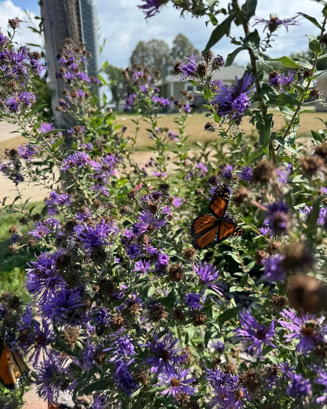 Anybody else noticing a wave of monarchs the past two days!?