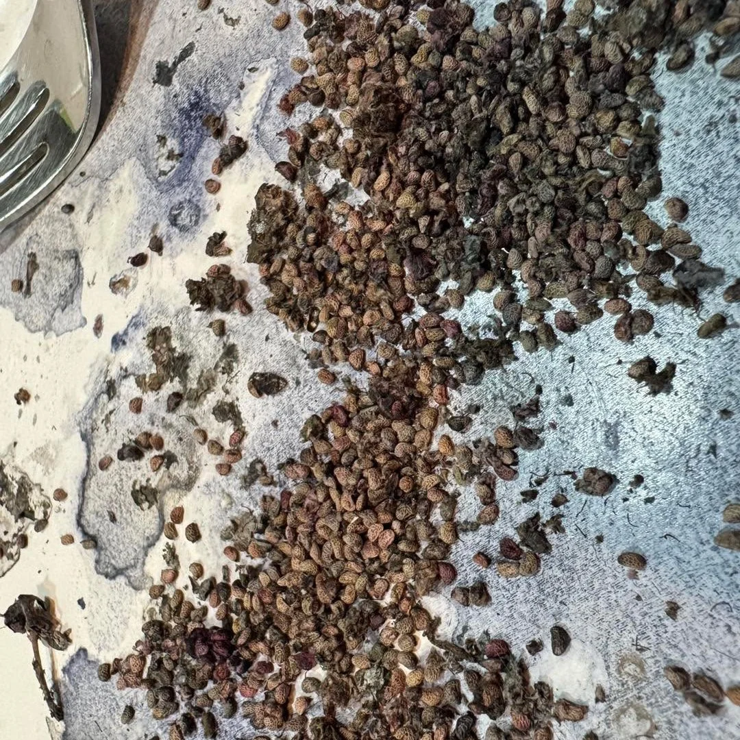 Next year seed preparation is under way!!
Each year we try to add new species to our growing list!

Is there anything you would like to see us grow?
Let us know now so we can locate a seed source!

#siouxlandprairiefarms #seedcleaning