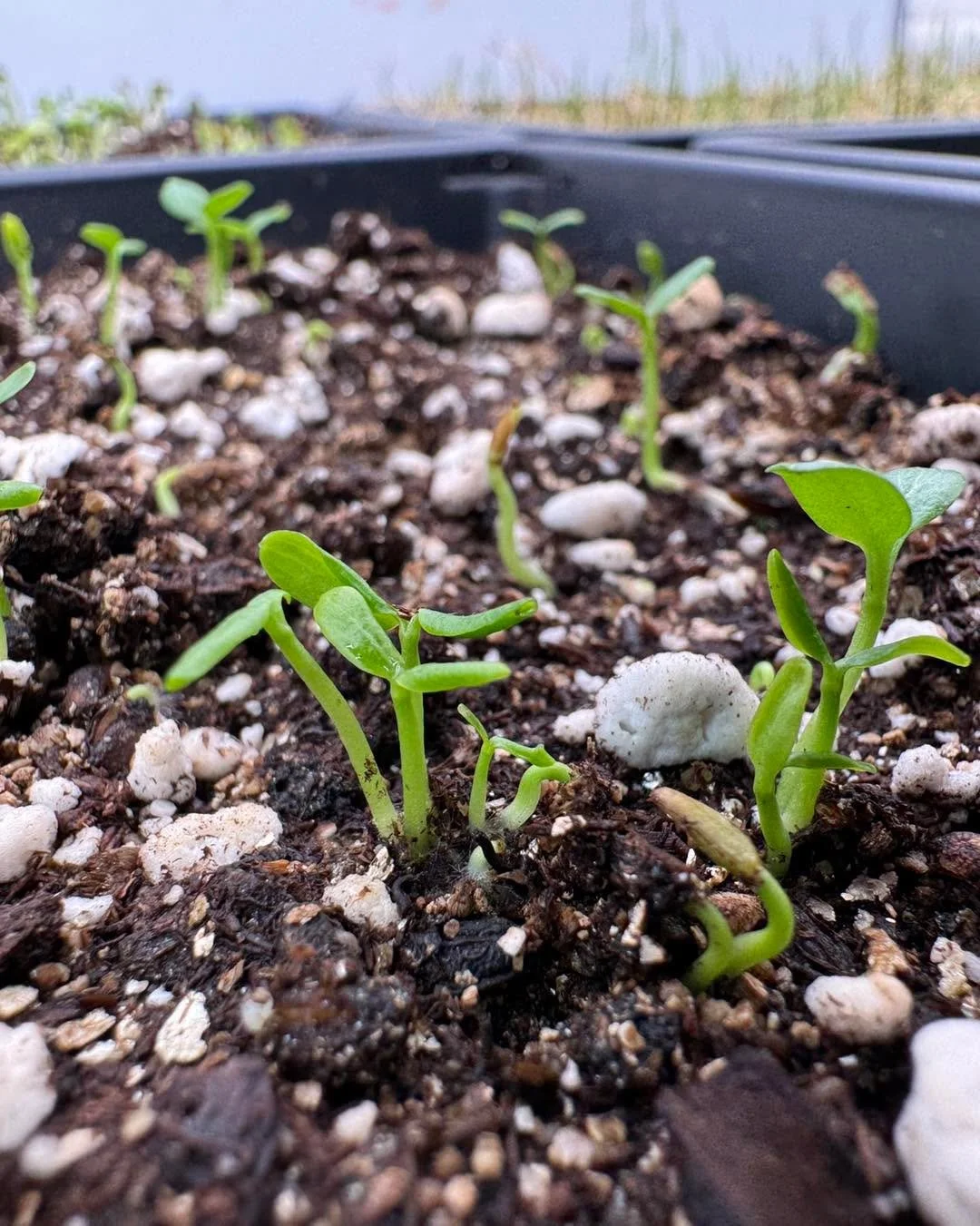 Learned something new today&hellip;

Or perhaps never took the time to notice before. One elderberry berry has multiple seeds inside, and the seeds don&rsquo;t germinate at the same time, resulting in some interesting growing patterns. 

For the seed