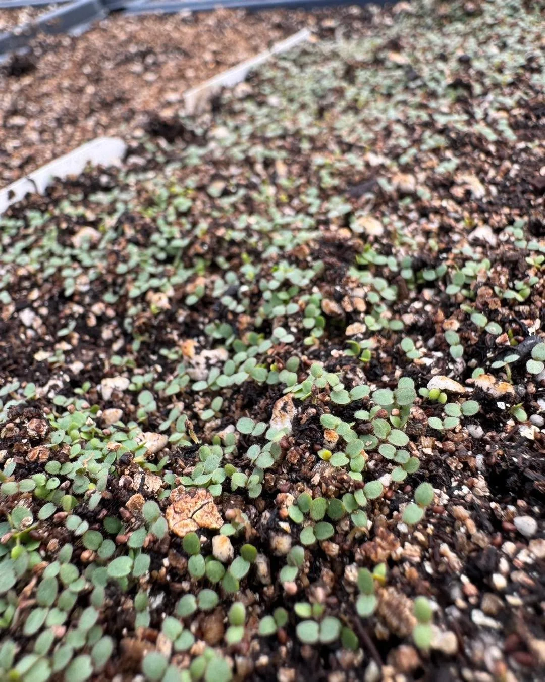 We have growth! 🌱 

The one of the smallest seeds, Prairie Cinquefoil, came up first! Hopefully many more to come this week! 

#siouxlandprairiefarms #nativeplants #grownativeplants #growbabygrow🌱