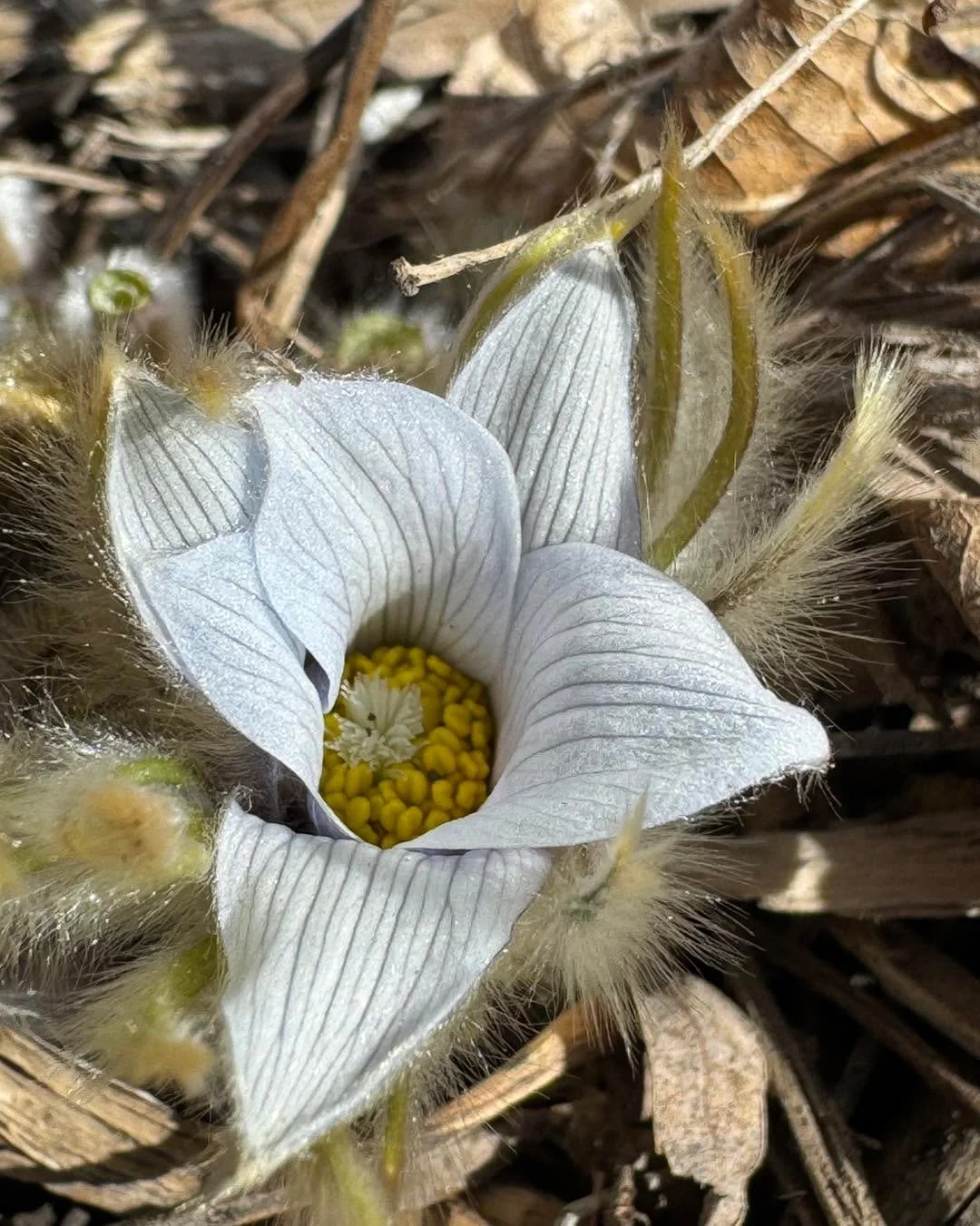 Little critter left at least one blossom for us to enjoy! Hello spring! 

#siouxlandprairiefarms #pasqueflowers #nativegarden #nativelandscaping
