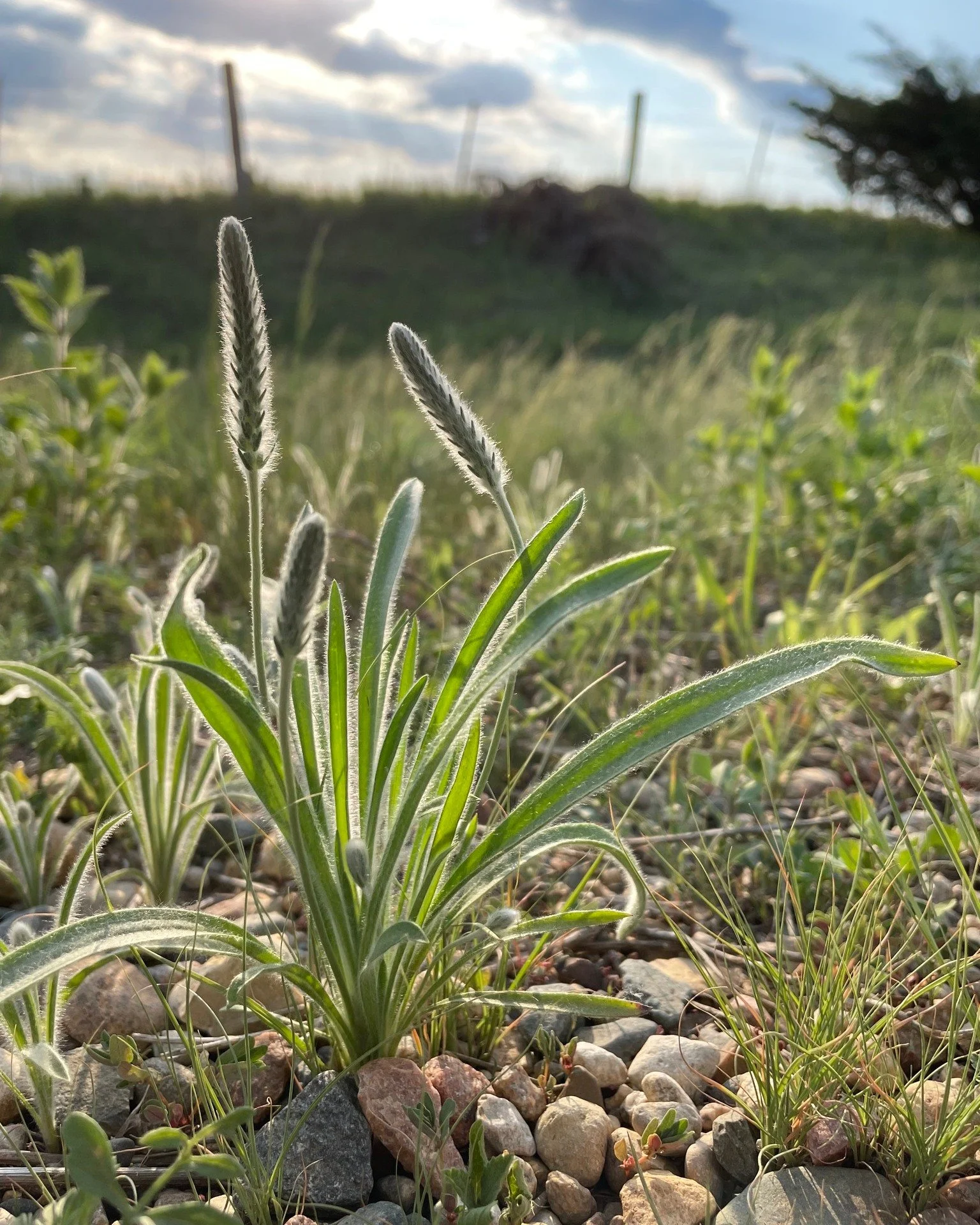 Our little transplant species was...

Woolly Plantain (Plantar patagonica)
This small annual plant loves dry sandy, rocky soil and is often found along roadways, railroads, outcrops, bluffs and gravel pits area. Perfect for the edge of your garden sp