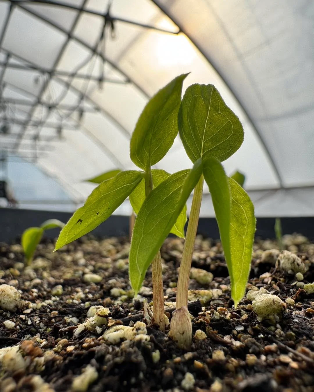 Patience pays off! Two year old Jack-in-a-pulpit is getting transplanted today!

#siouxlandprairiefarms #jackinapulpit #woodlandplants #shadegarden #nativeplant