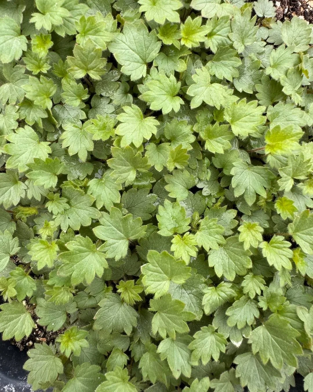 Greenhouse is hanging in there! The top layer was completely removed to prevent pooling water between the layers. Extra rope fastened to the outside to further dampen flapping. Rain we believe it can handle, strong wing and wet heavy snow would not b