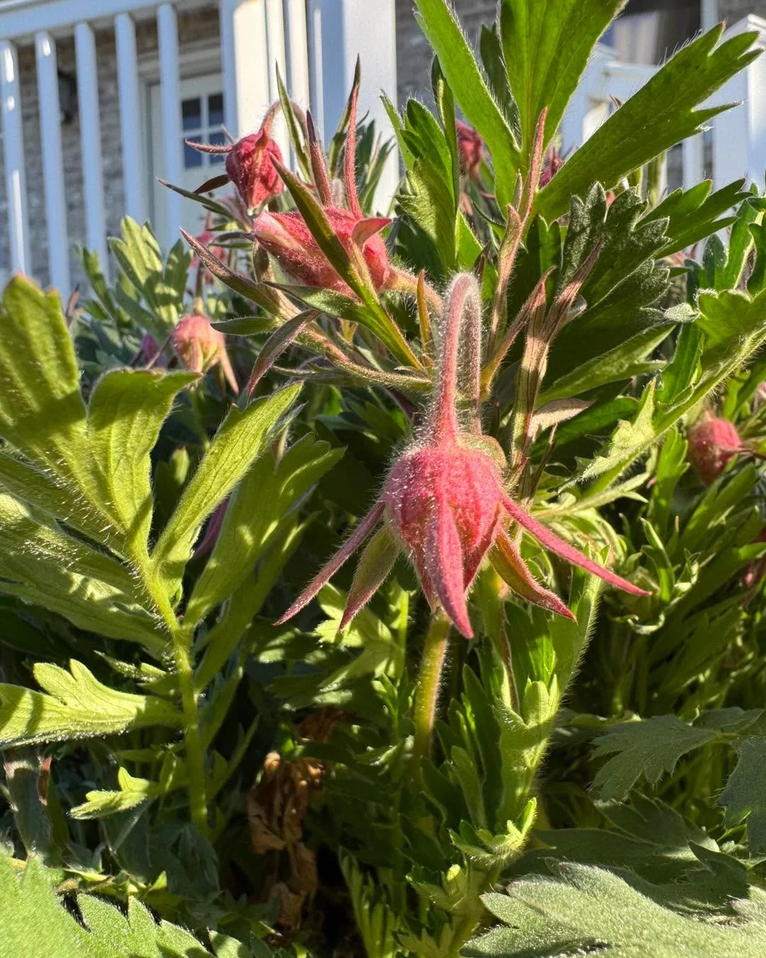 Happy Friday! 

Prairie smoke in all its morning glory!

#siouxlandprairiefarms #prairiesmoke #nativelandscaping #pollinatorgarden