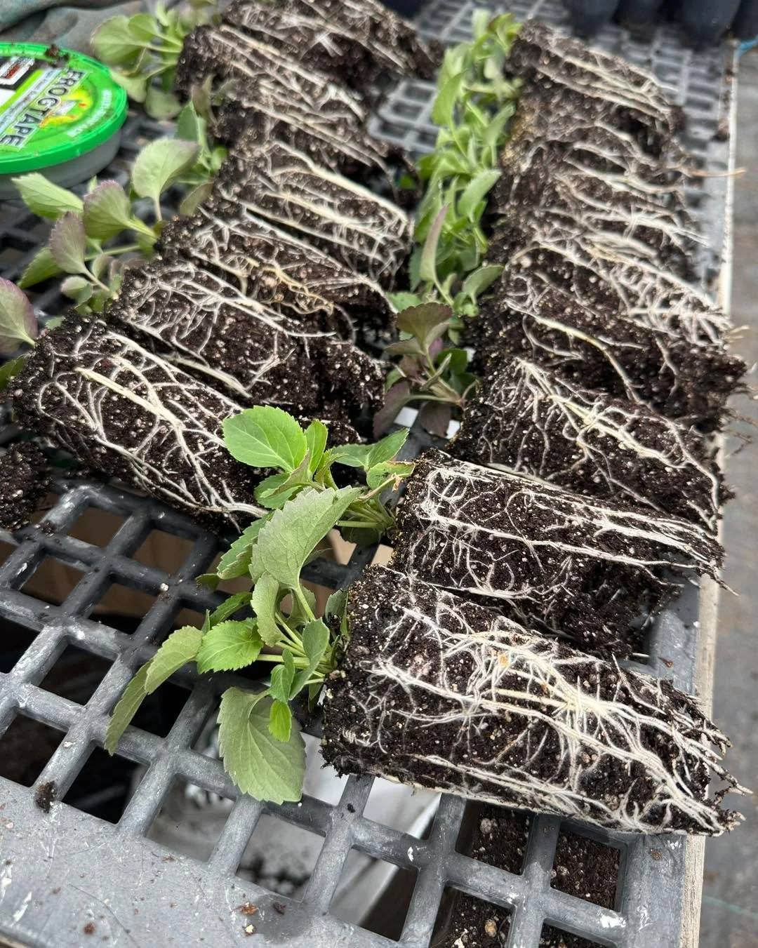 Any guesses as to what species we transplanted yesterday? 

Hint:
🌱 Fast growing shrub
📏 4-13 feet tall
🌤️-☀️ Part to full sun
💦 Loves moisture 
🍽️ Edible flowers and berries 
🪶 Bird favorite
👍🏻 Customer favorite 

#siouxlandprairiefarms #tra