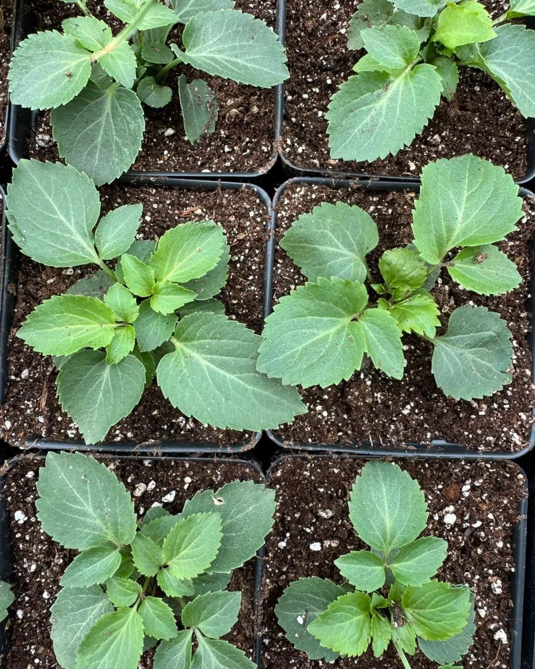 We transplanted Elderberry (Sambucus canadensis)!!

Perennial (woody)
Full Sun, Part Shade Medium-Wet, Medium,
Soil Moisture
Height: 4-13 Feet
Blooms: July-August
Spacing: 3-5 feet
Spreads through roots

Wildlife Impact:
Attracts pollinators, birds;
