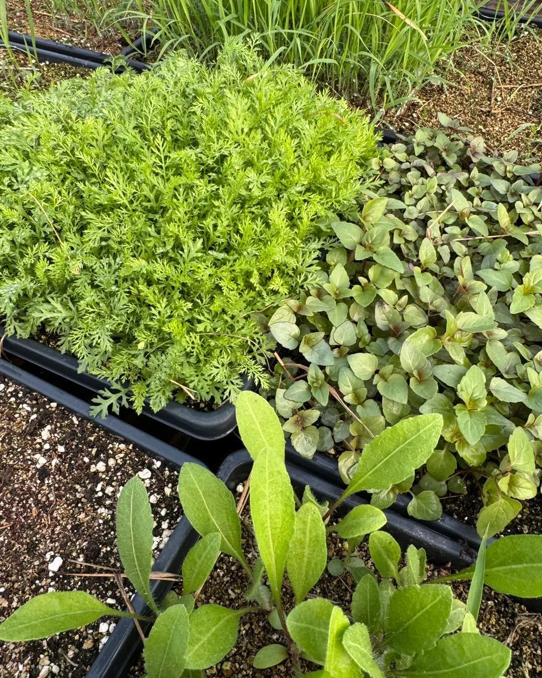 The second batch of seedlings really took off this weekend! Time to do some more transplanting!!!

#siouxlandprairiefarms #growingseason2026 #yarrow #ironweed #bluevervain #rattlesnakemaster