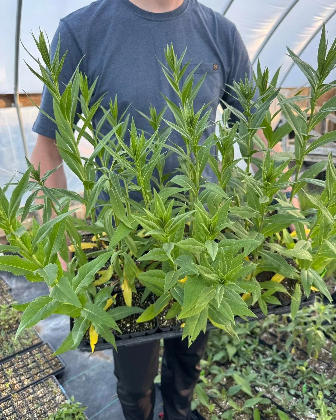 Our Plant Sales for 2026 are officially open!

You can shop online:
https://siouxlandprairiefarms.com

Our first in-person sale is this week Friday and Saturday in Sioux City with the Loess Hills Wild Ones!

#siouxlandprairiefarms #nativeplants #nati