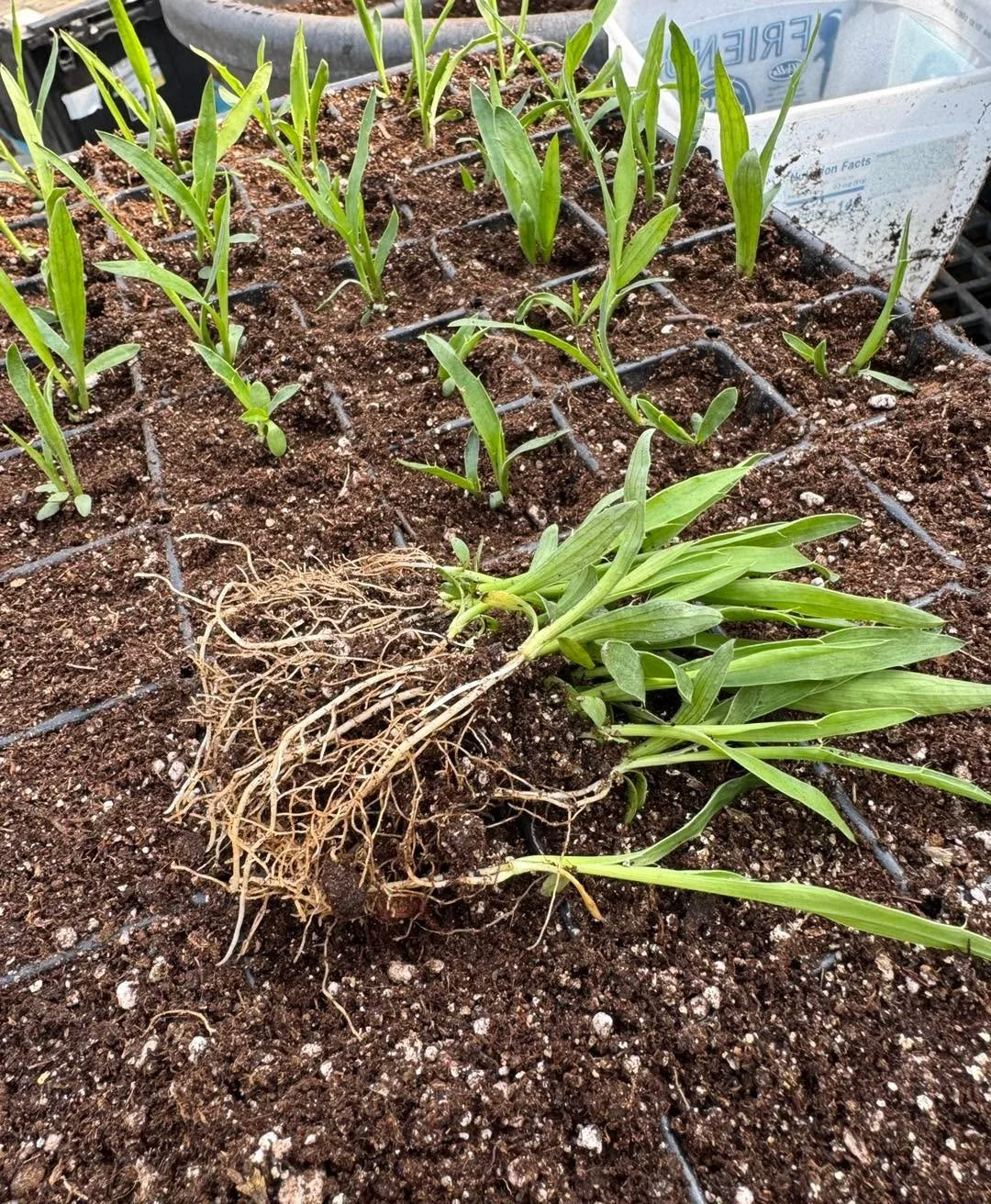 Pretty excited about these!

Any guesses as to what plant we are transplanting!?

#siouxlandprairiefarms #babyplants #growingseason2026