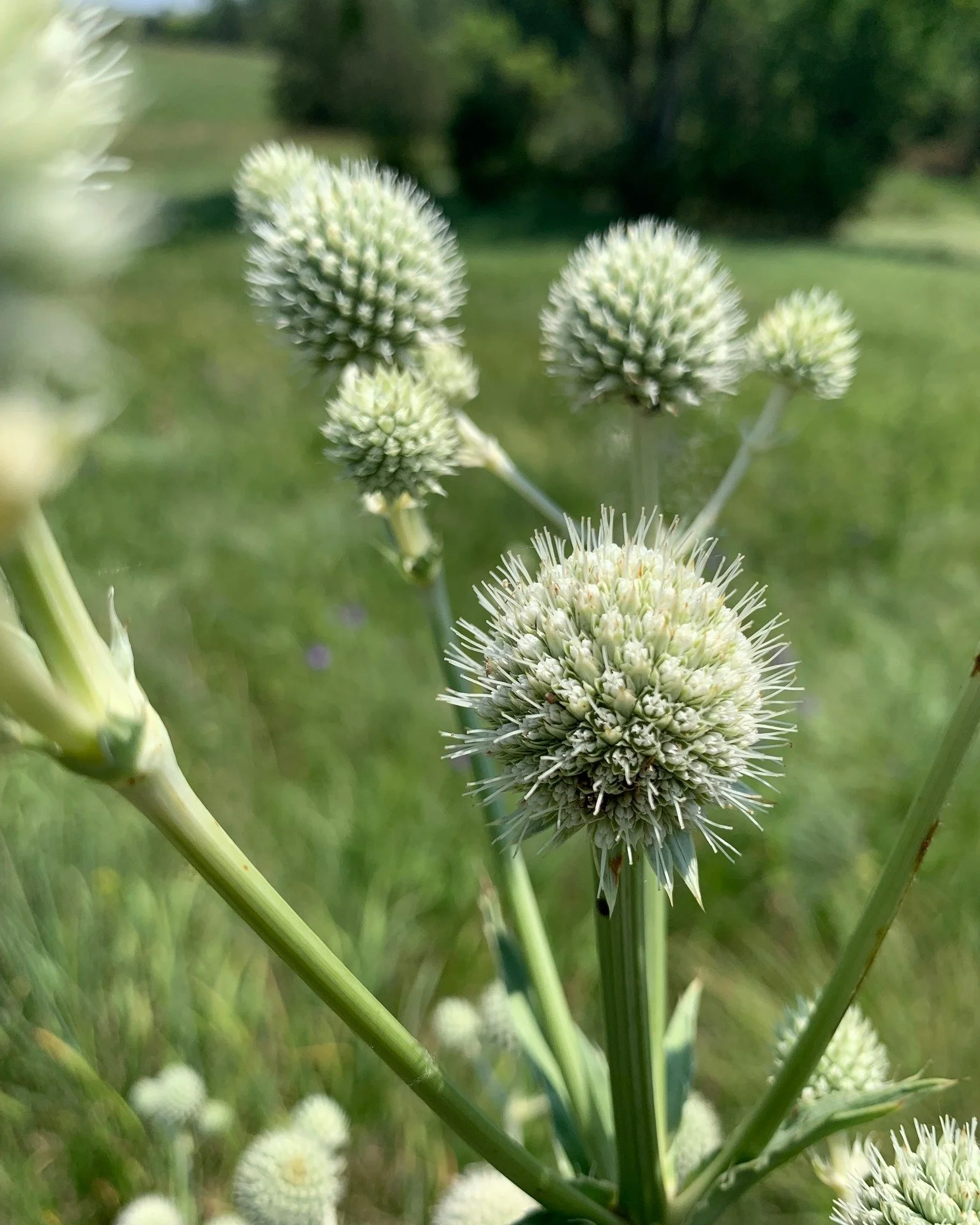 Congratulations Erik L. for identifying the seedling first!

Rattlesnake Master
Eryngium yuccifolium

Perennial
Full Sun
Medium Soil Moisture
Height: 4 feet
Blooms: July-August
Spacing: 18&rdquo;
Spreads slightly by seed

Wildlife Impact:
Attracts be