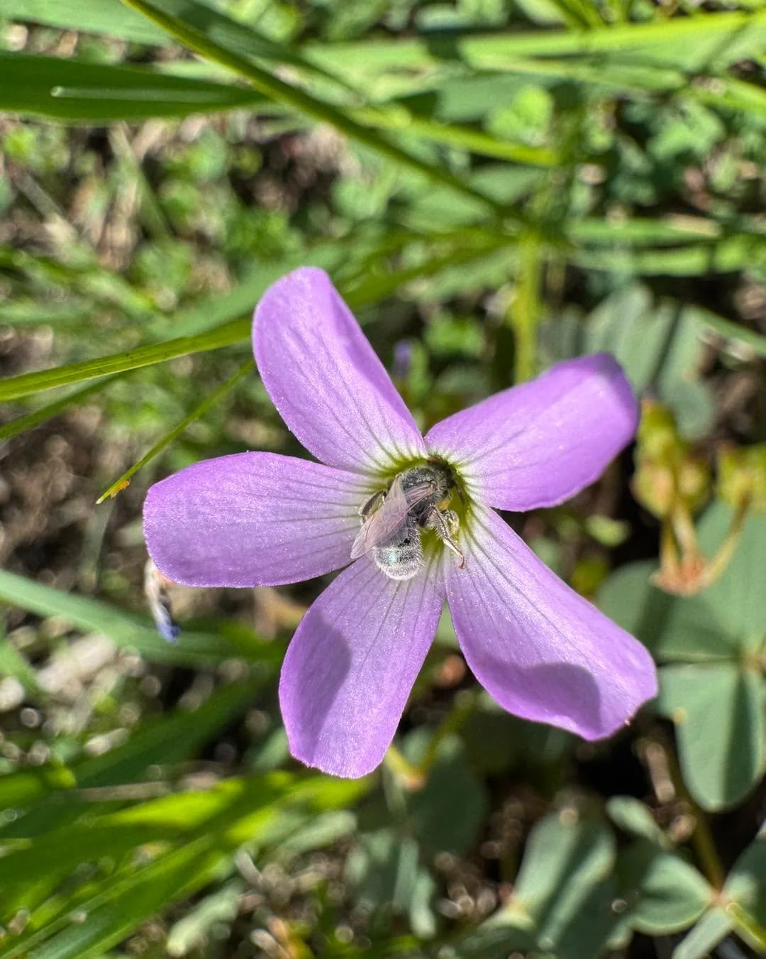 We recently got to explore a new prairie that has us really excited about a few new species we hope to offer in the coming years. When we visit new sites, we do our best to inventory as many of the native plants growing on site before any seed is har