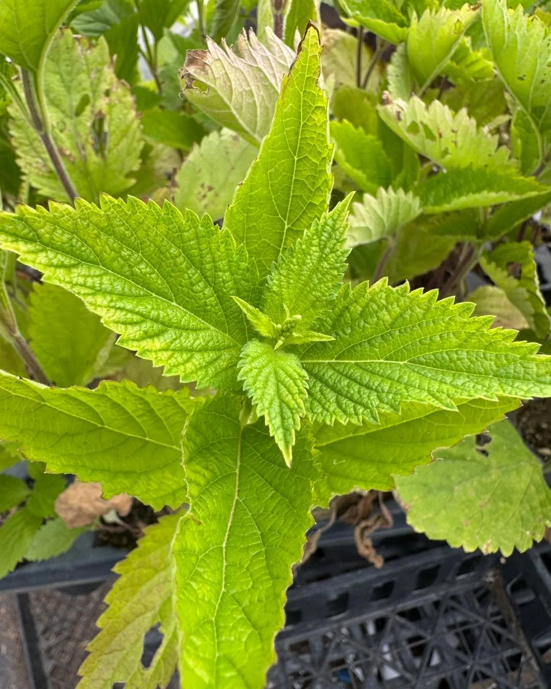 These plants were very ready to size up into their bigger pot! 

Since everyone likes guessing games&hellip; any guesses?

The small (1/8inch) white flowers start in late June and bloom through September. Plant can reach 5 feet tall in ideal conditio