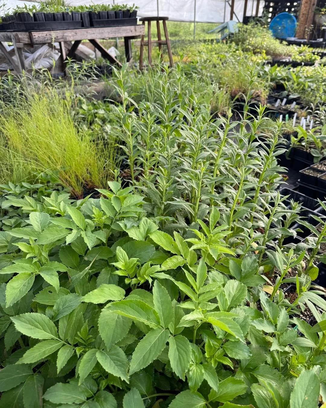 Thankful for the sunshine this morning after last night&rsquo;s storms!

#siouxlandprairiefarms #happyplants #thankful