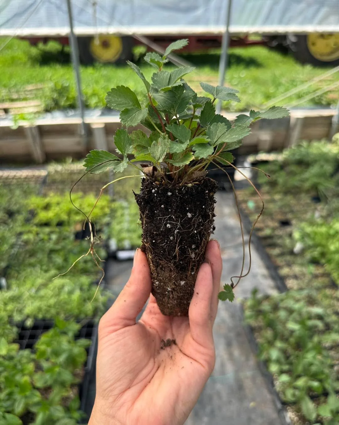 🍓 Before we pot these up&hellip; anyone interested in some wild strawberry plugs!?

They have been added to our website at a reduced rate. Plugs are 3 inches deep.

#siouxlandprairiefarms #wildstrawberries🍓