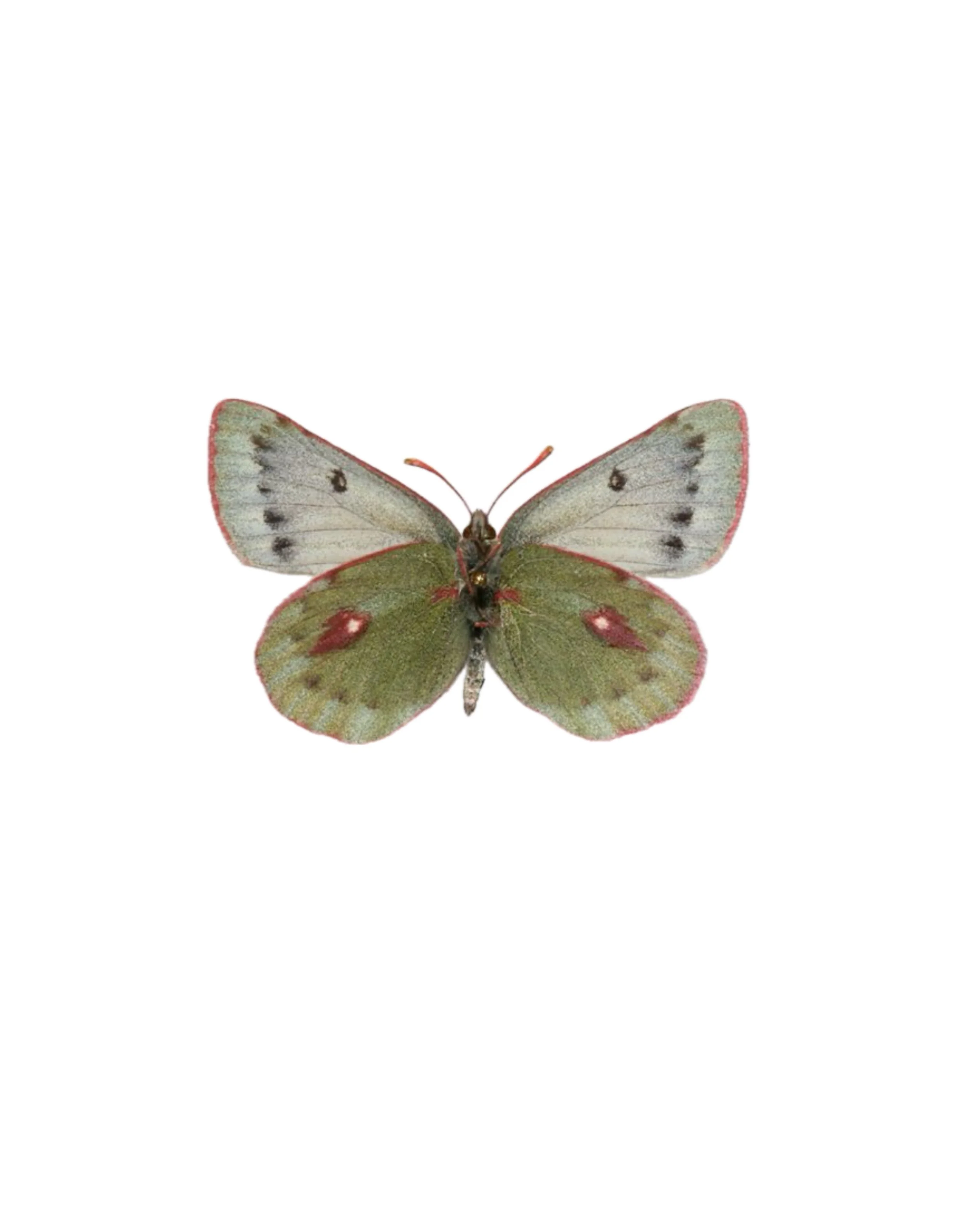 Realism green butterfly