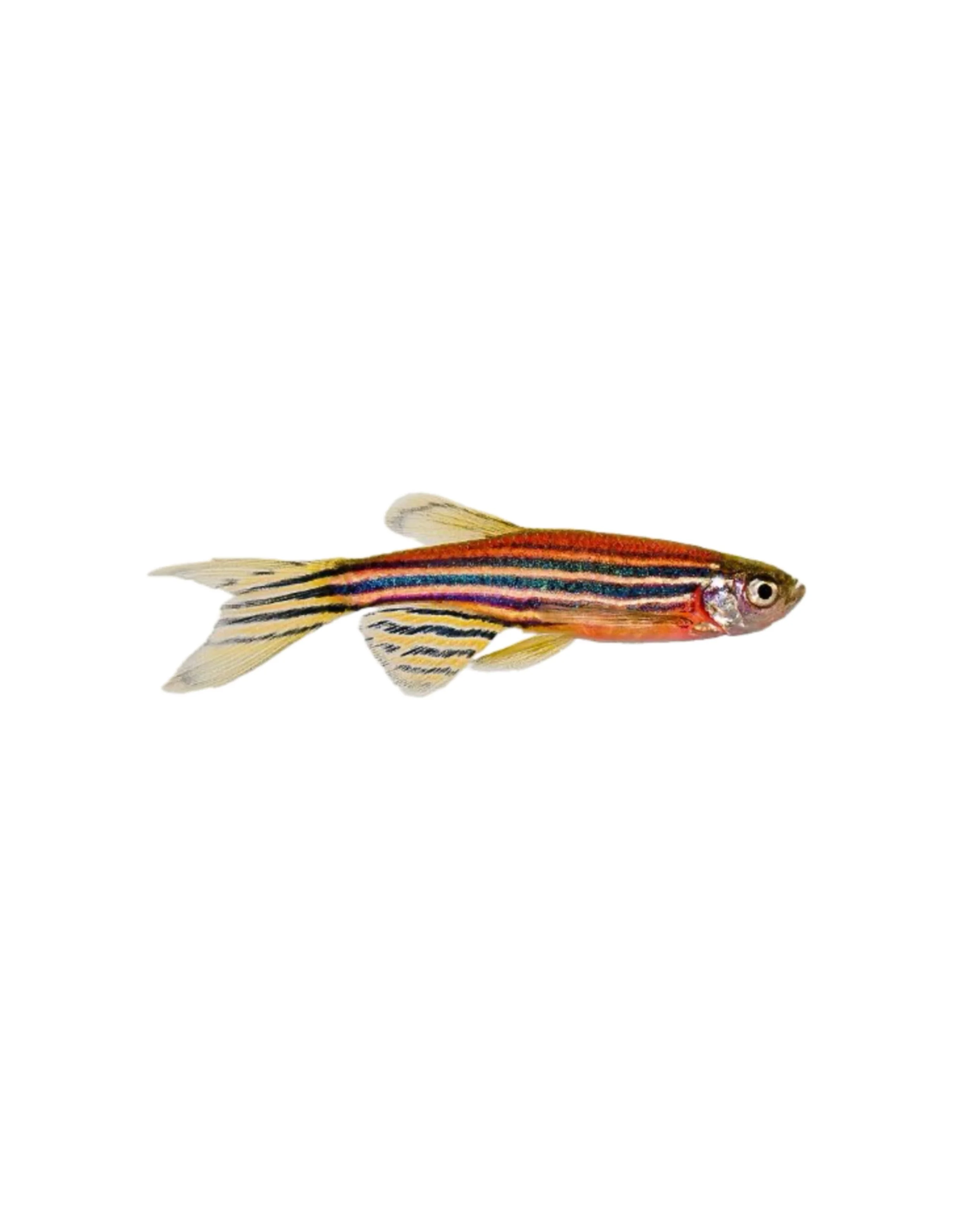 Zebrafish ~ Max 3” in size