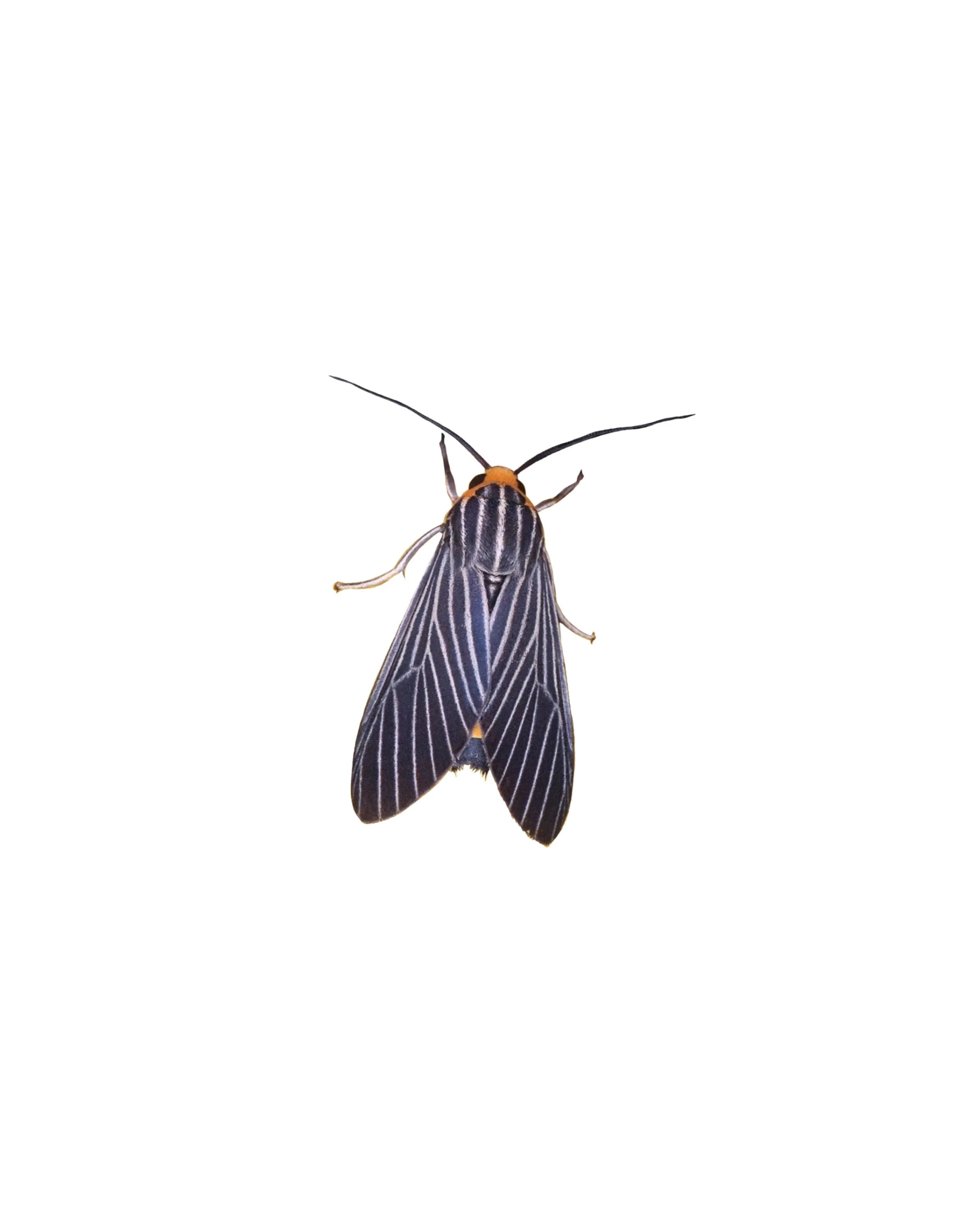 Moth 3