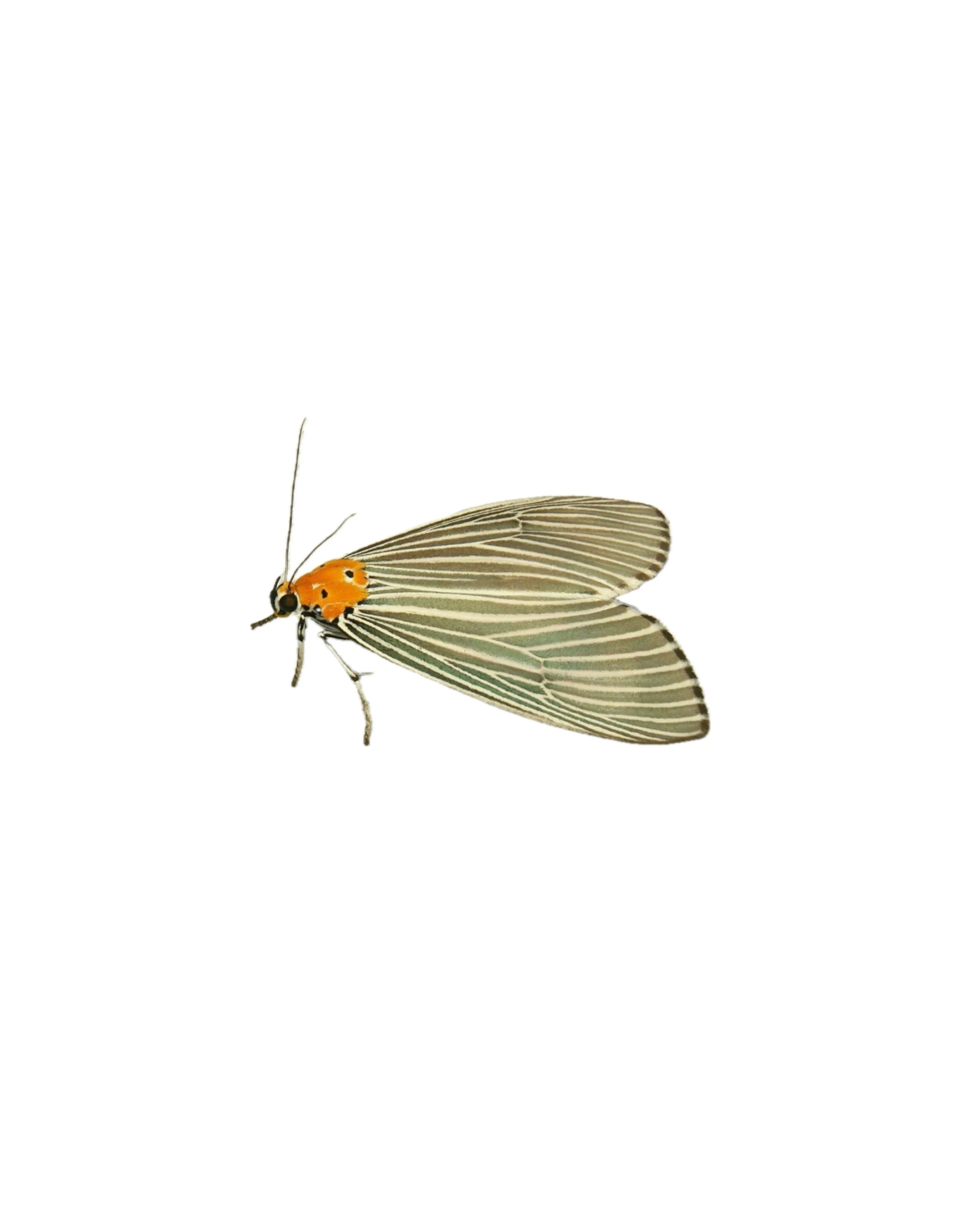 Moth 2