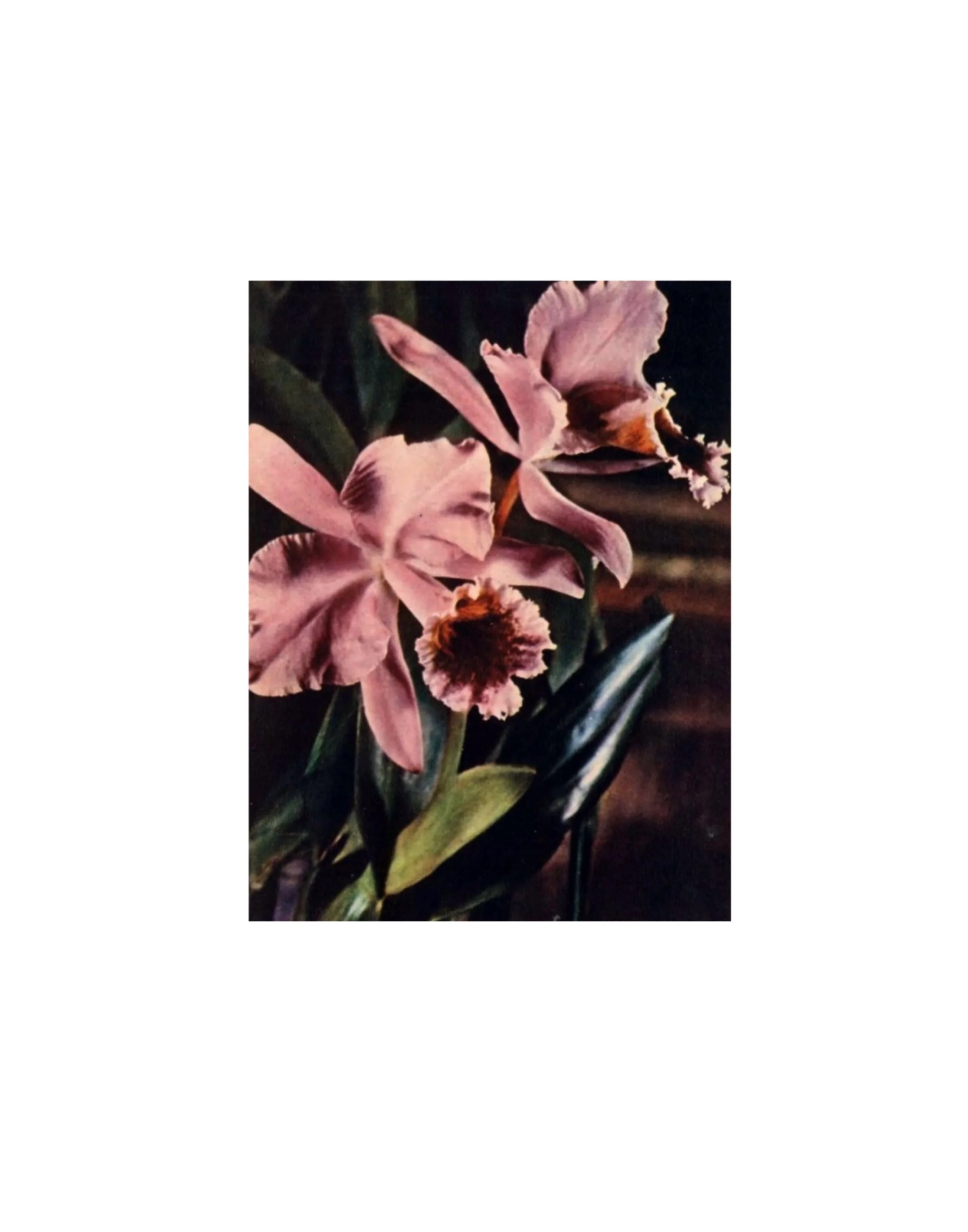 Blooming floral square ~ min 4” ~ please book 2 back to back time slots (12pm and 330*) on the SAME day