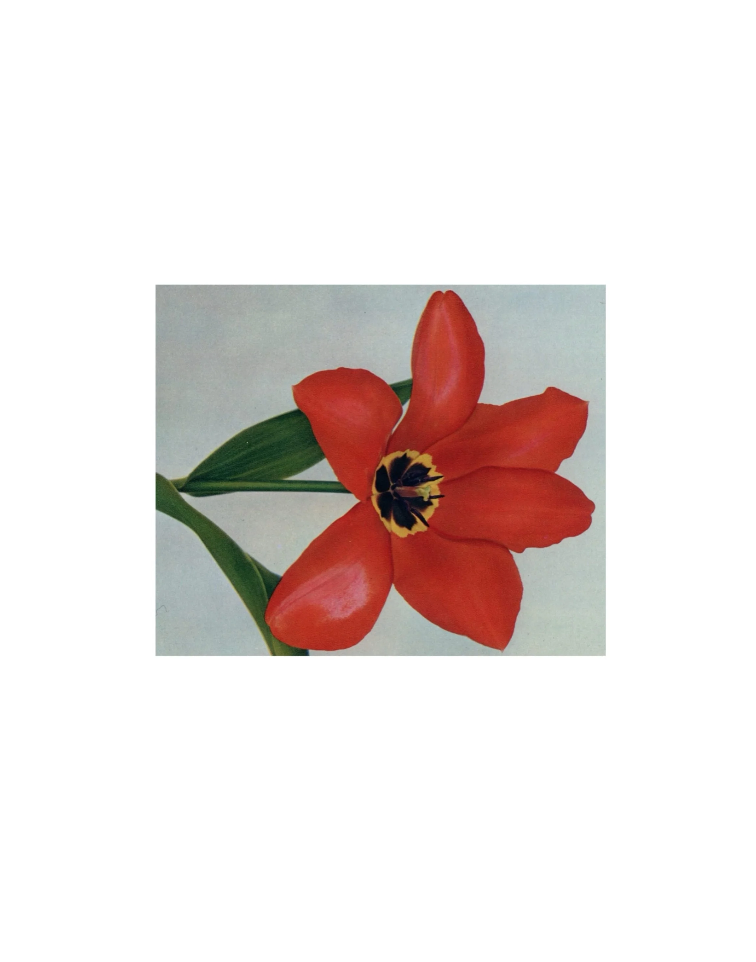 Vintage Tulip Photograph (*if desired size is larger than 5” please book 2 back to back time slots on the same day)