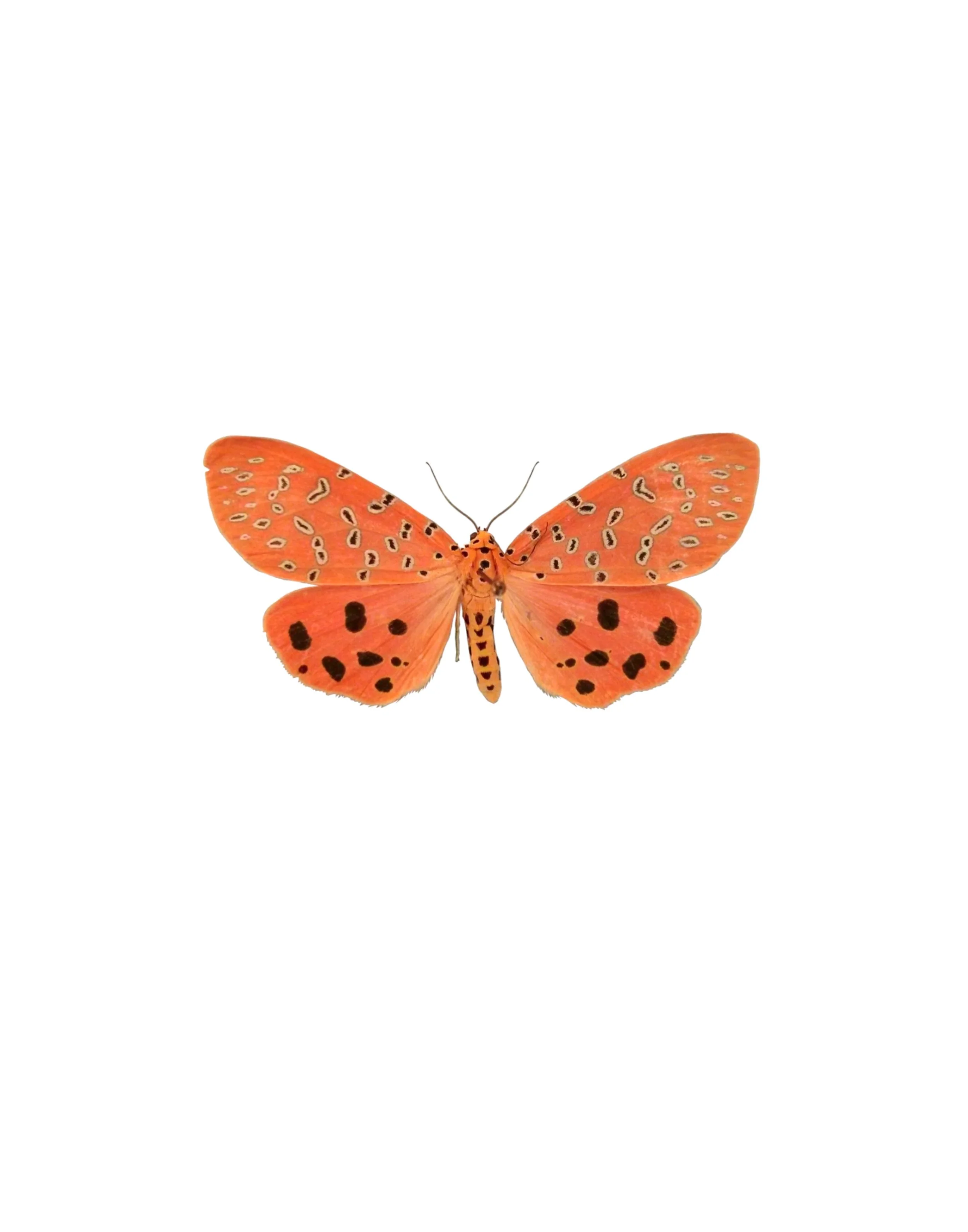 Moth 1