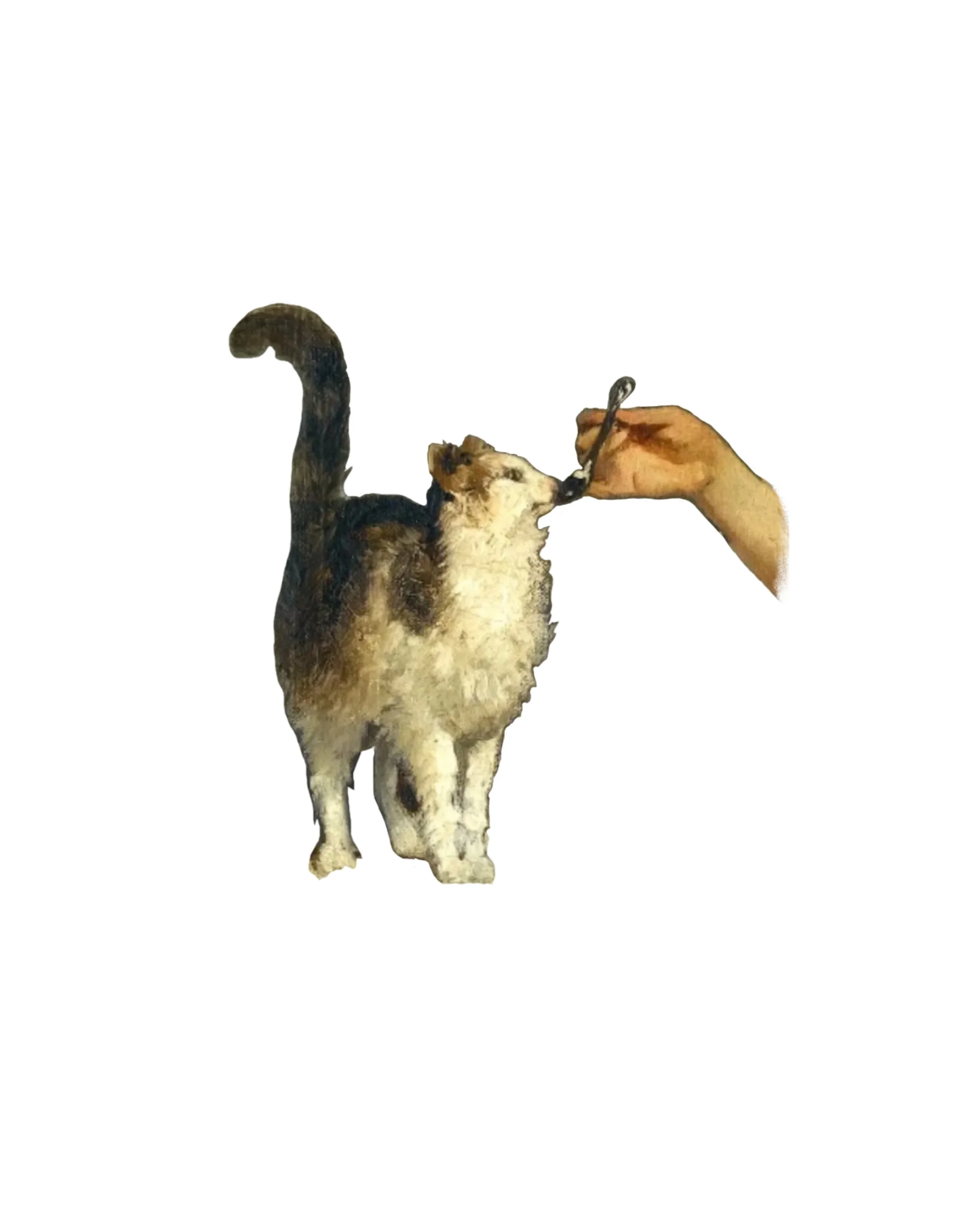 The hand that feeds the Cat