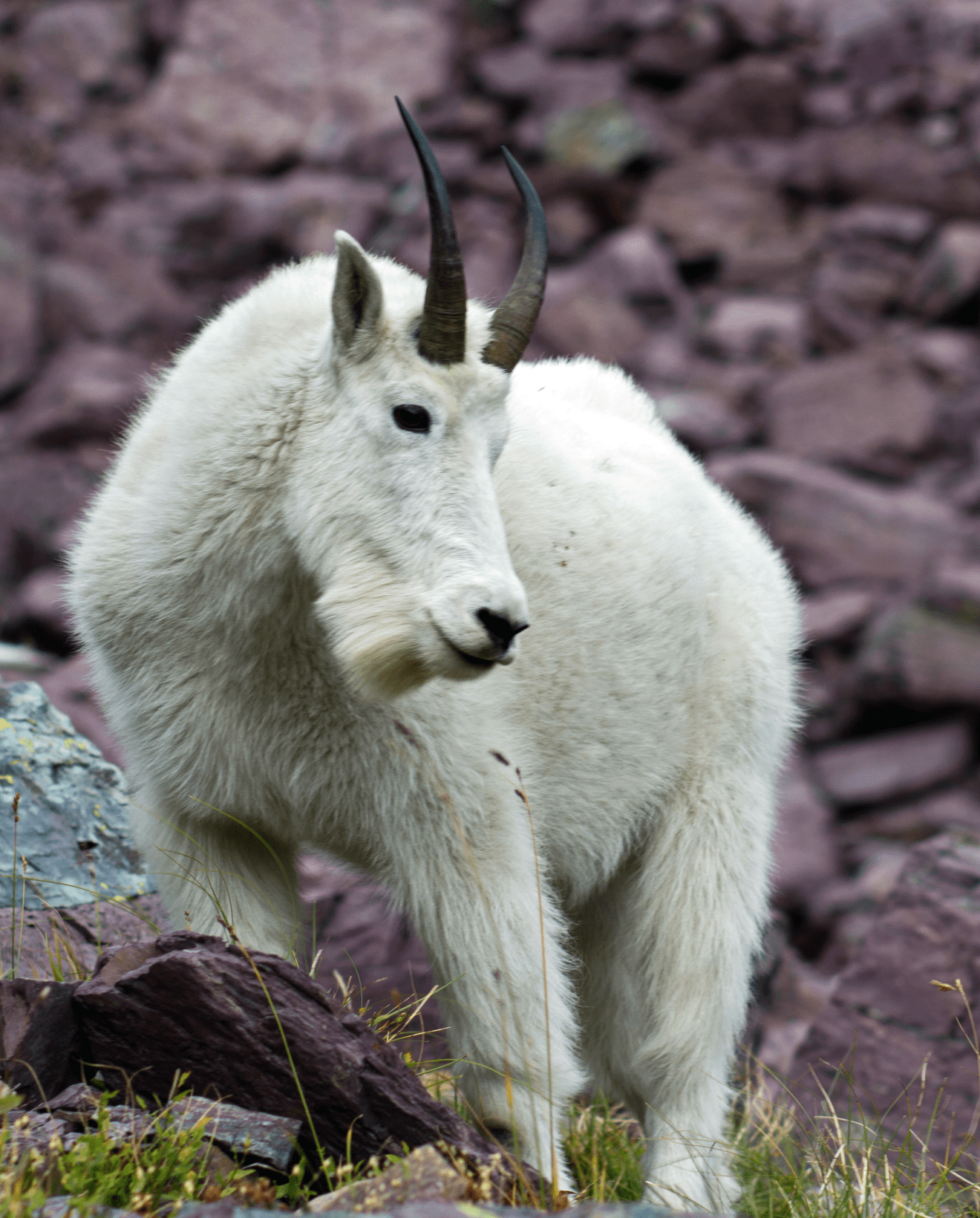 Our Hunts Takla Outfitters Guided Hunting Trips Northern BC, Canada