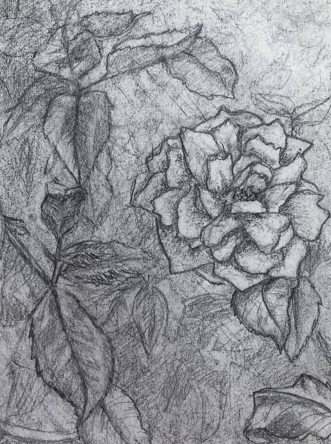 image_6483441 (11).JPG