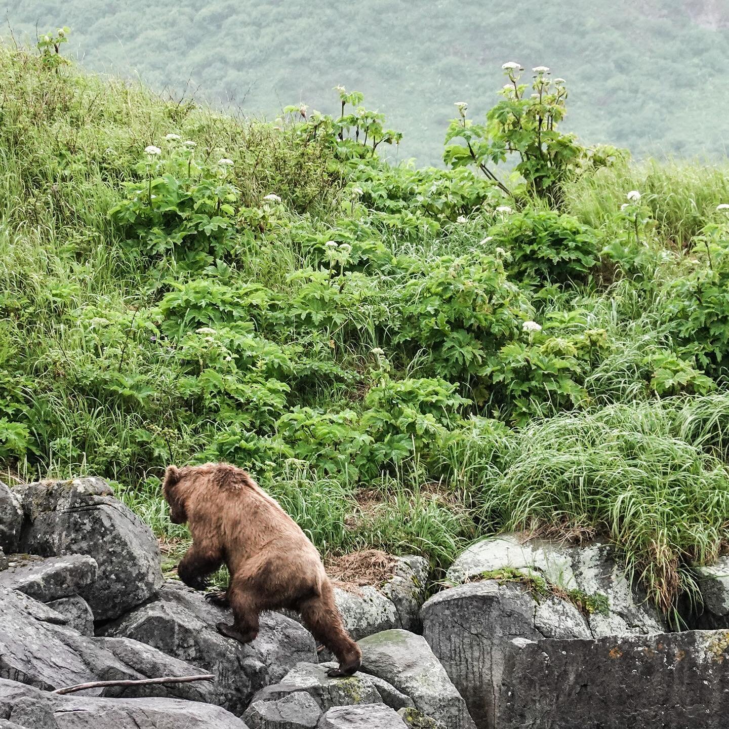 Bear saftey is a key part of Alaskan Marine Debris cleanups. Bear tracks are everywhere on these beaches and much of the marine debris has toothmarks in it from curious bears. Fortunately Andy and the crew have a ton of experience about how to safely