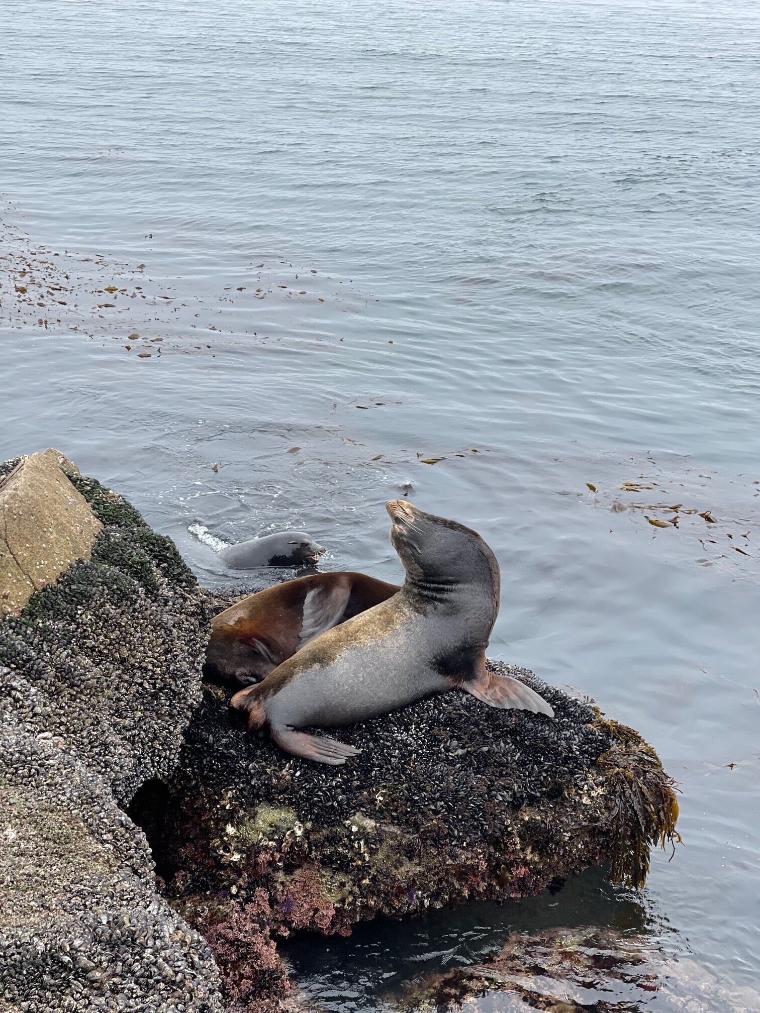 sea lions monterey