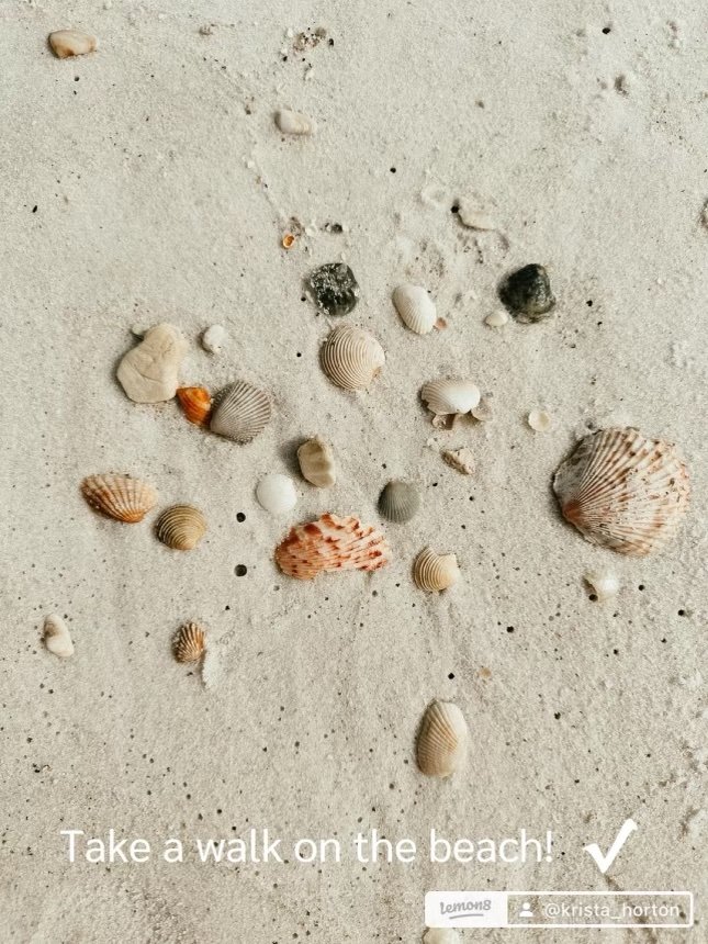 sea shells on white sand